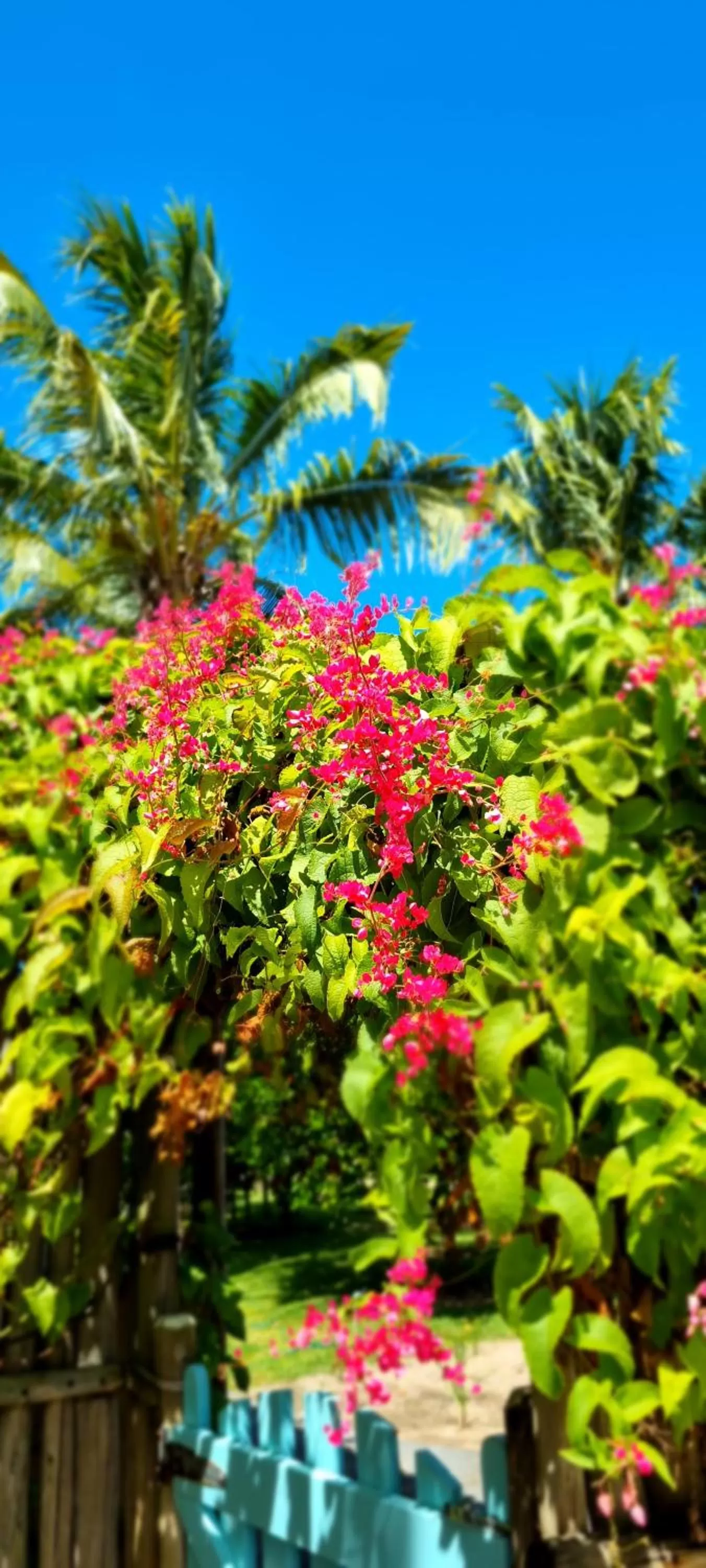 Garden in Pousada Villages Boutique Hotel - 150m da Praia da Laje