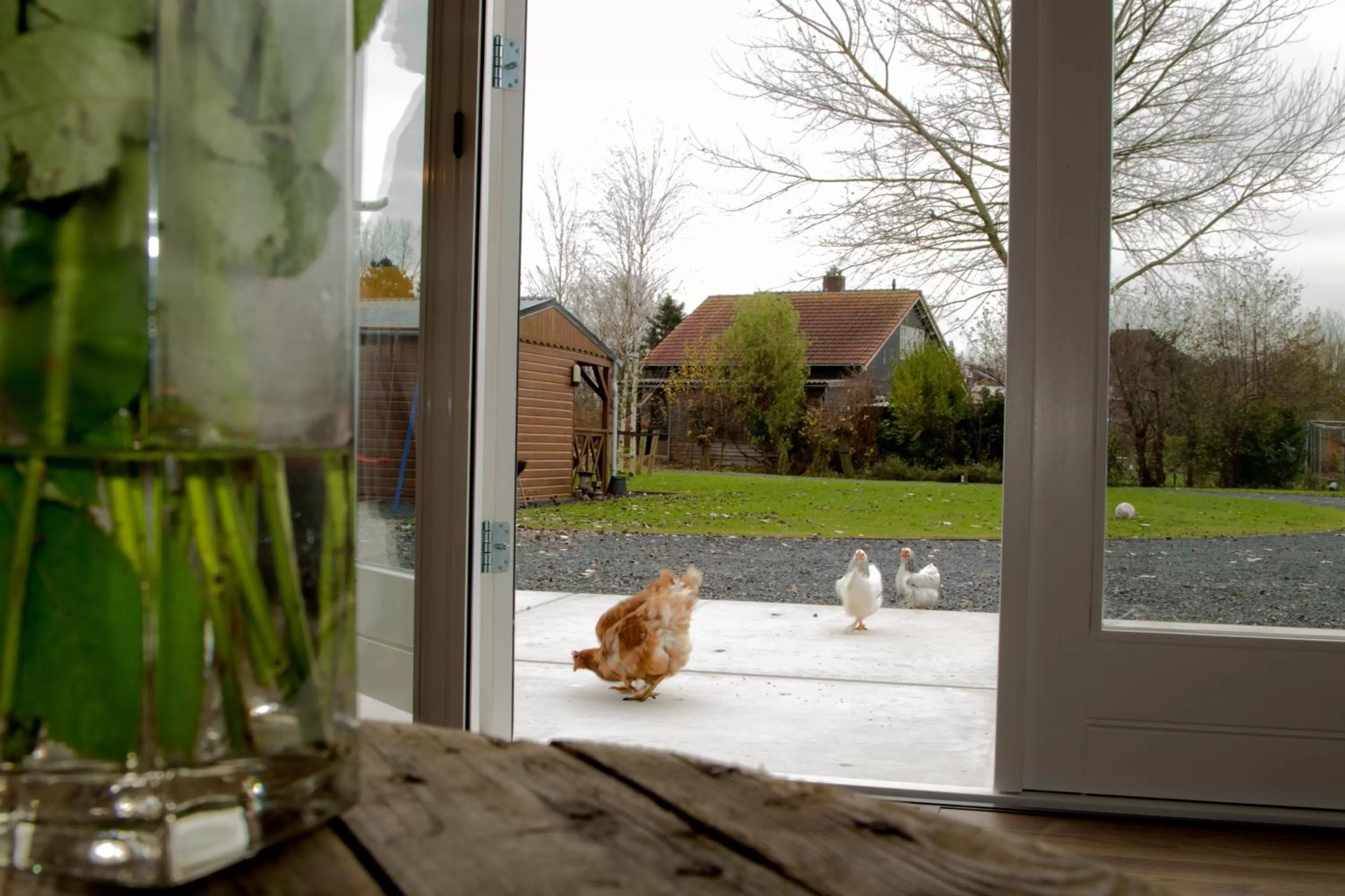 Garden view, Pets in BnB Purmerland