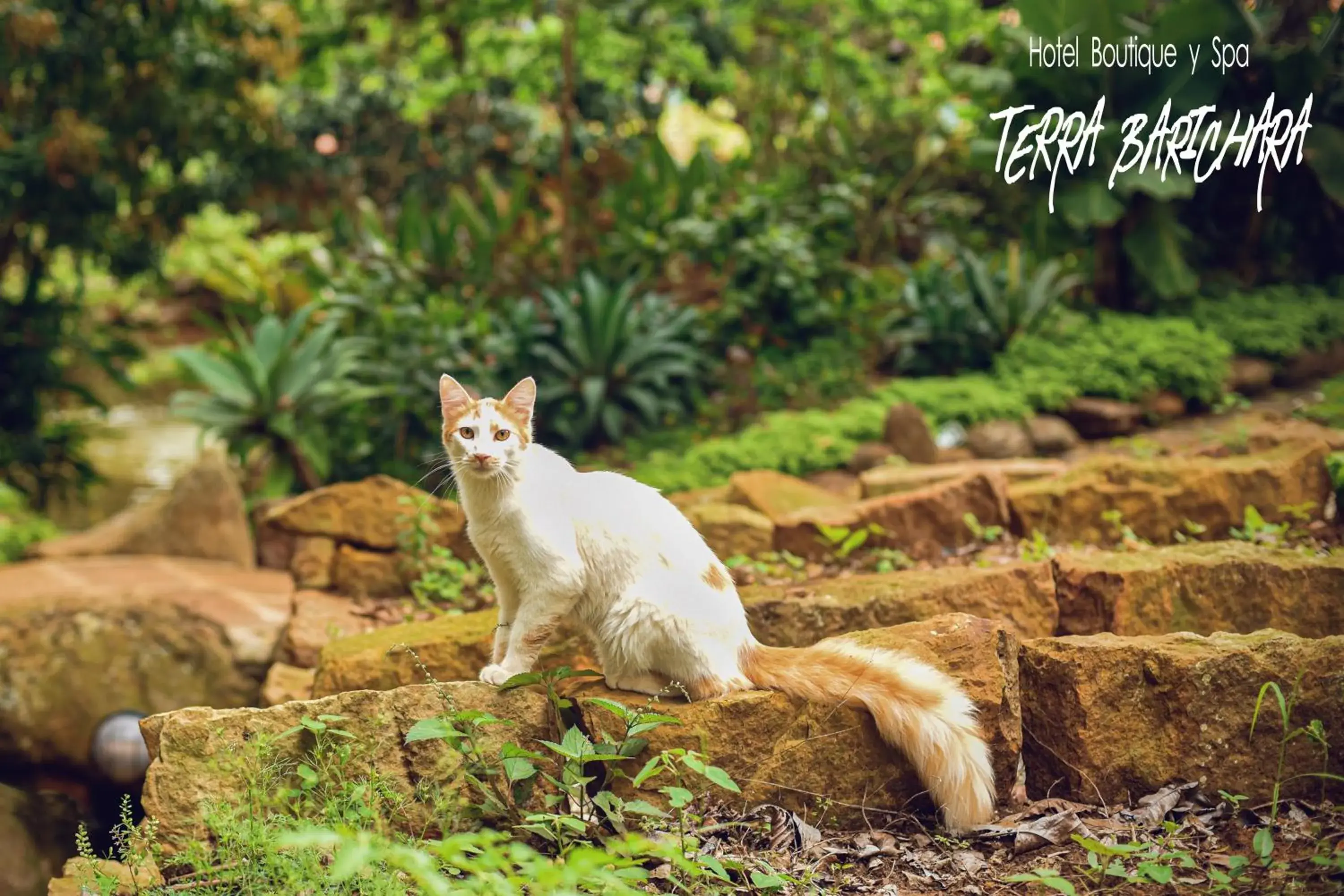 Pets in Hotel Terra Barichara