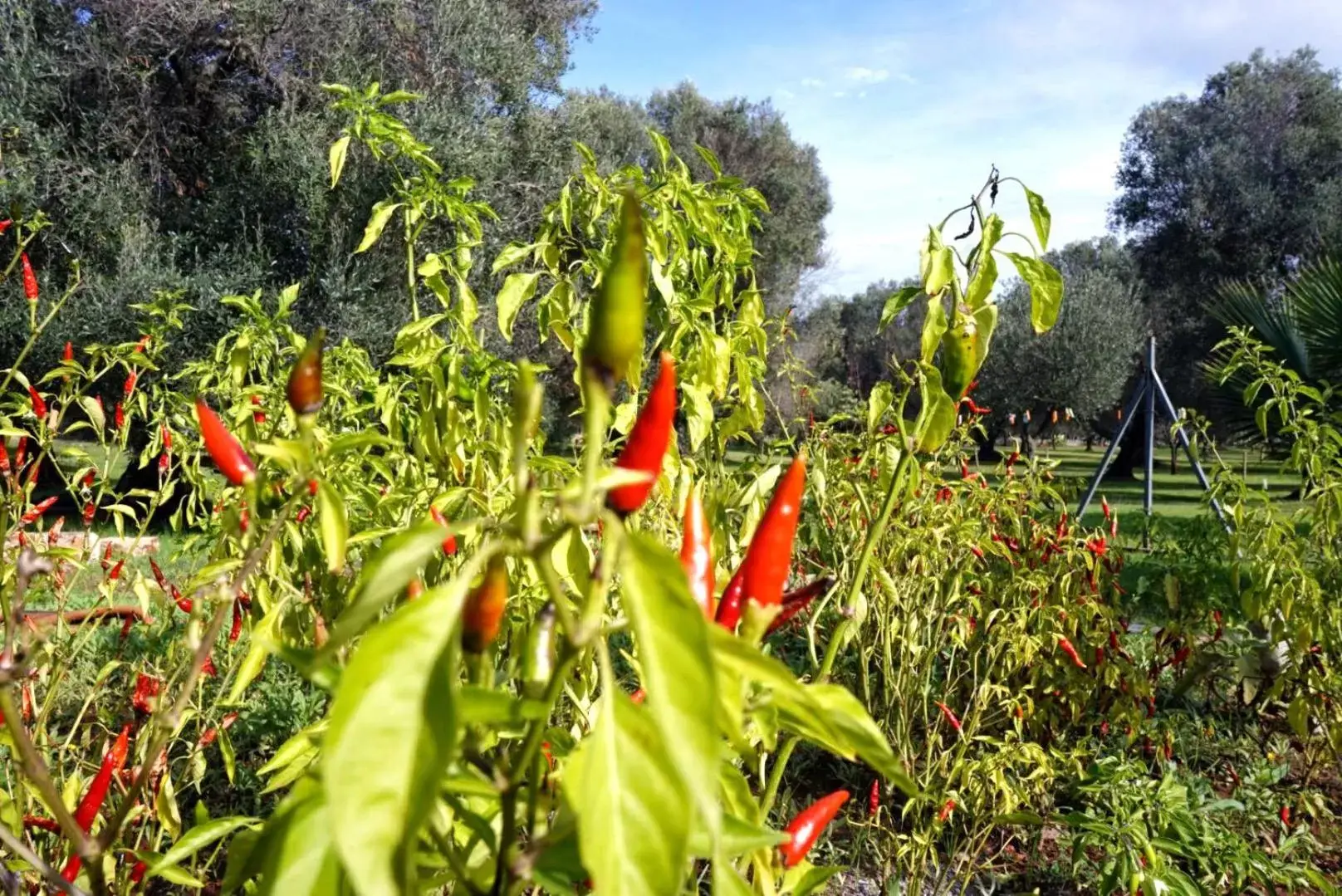 Natural landscape in TRULLO CARMEN