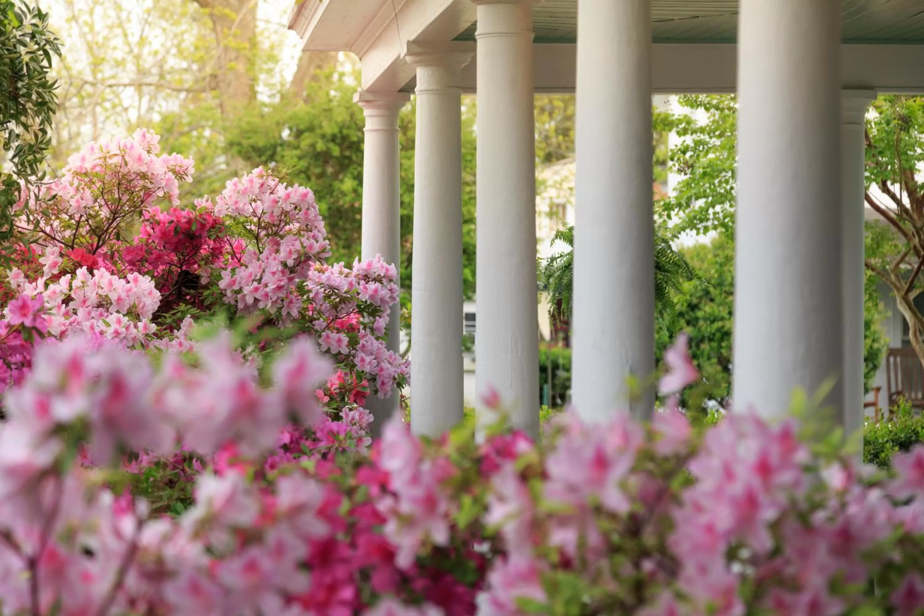 Garden in White Doe Inn Bed & Breakfast