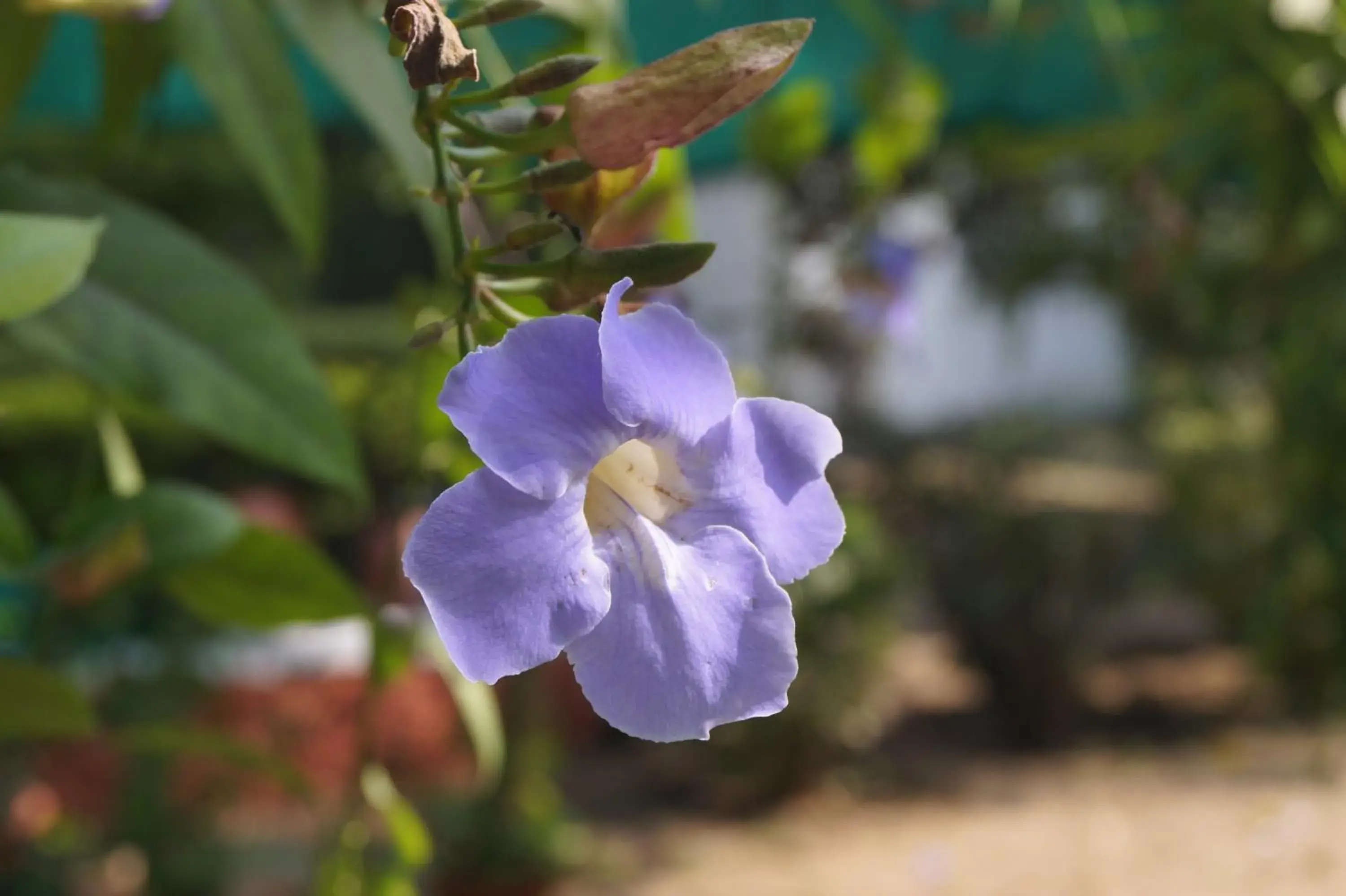 Garden in The Ambassador Ajanta