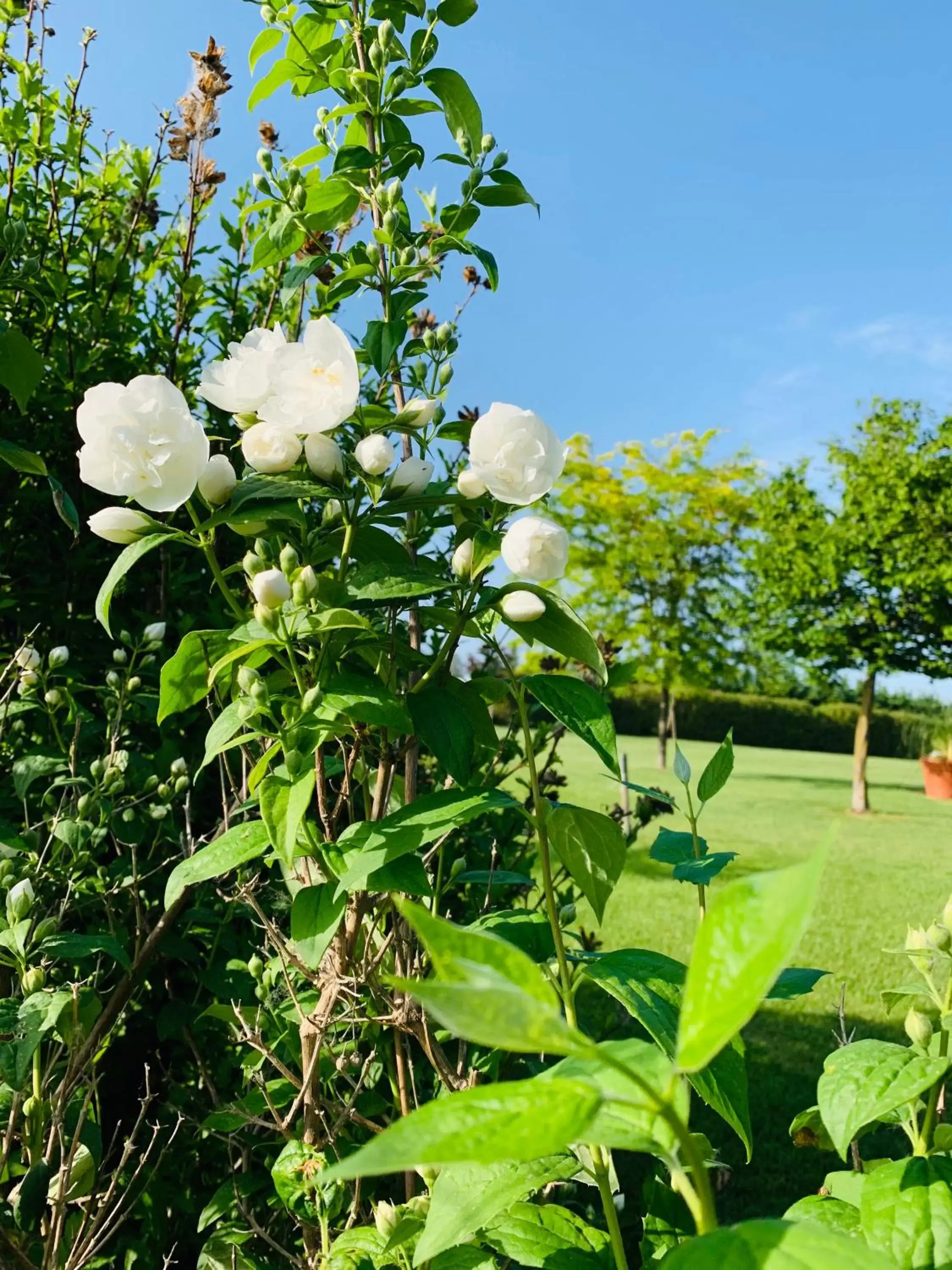 Garden in B&B Beauty House