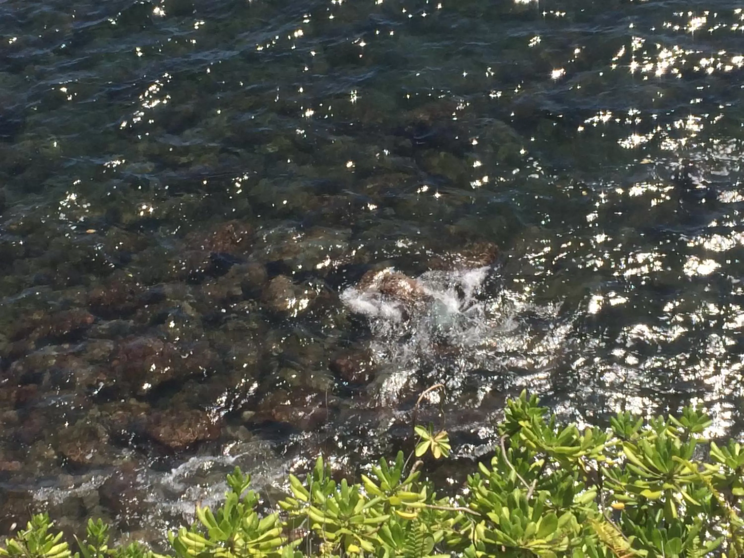 Sea view, Bird's-eye View in Hilo Bay Oceanfront Bed and Breakfast