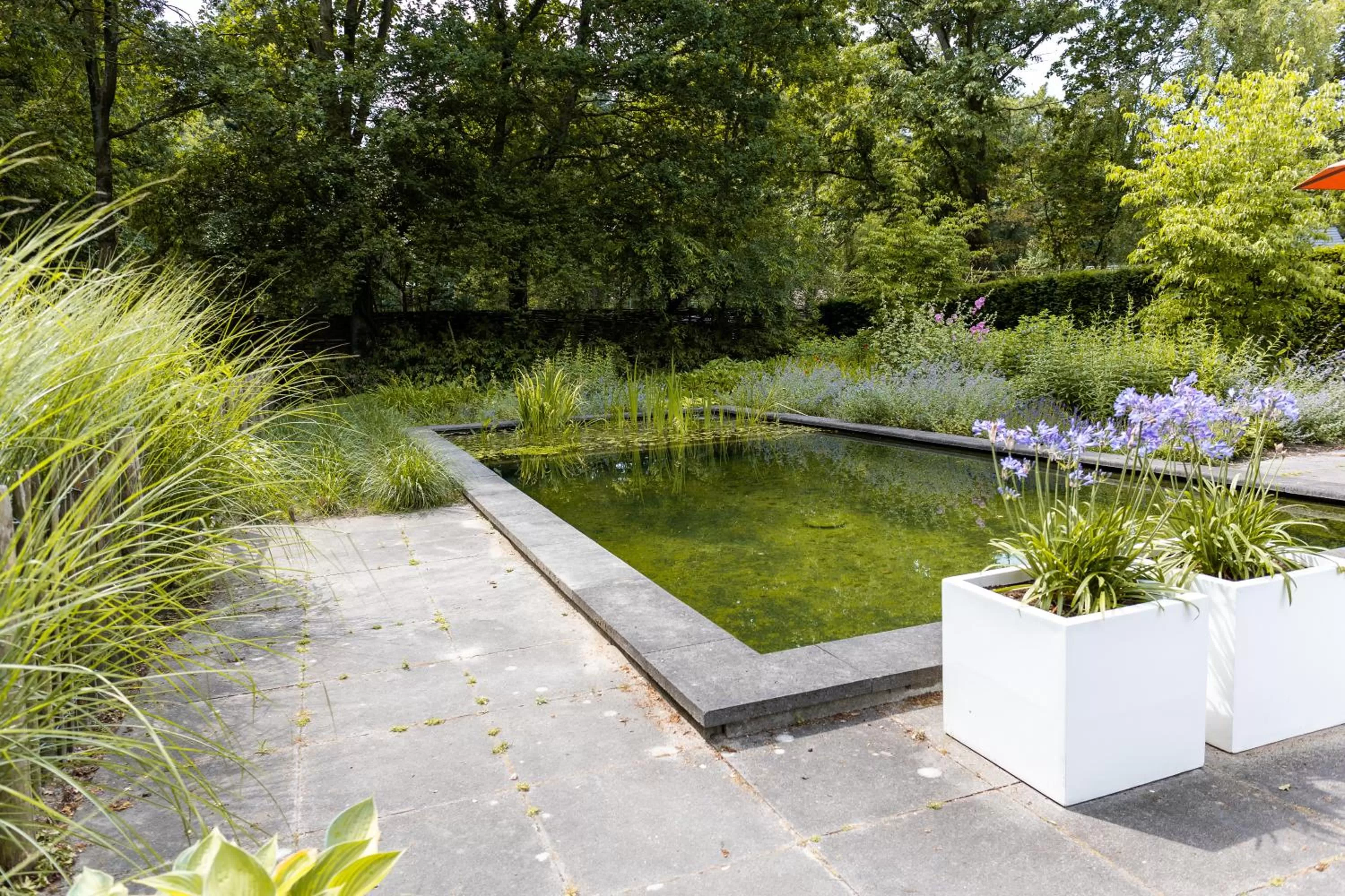 Swimming pool in Avellano