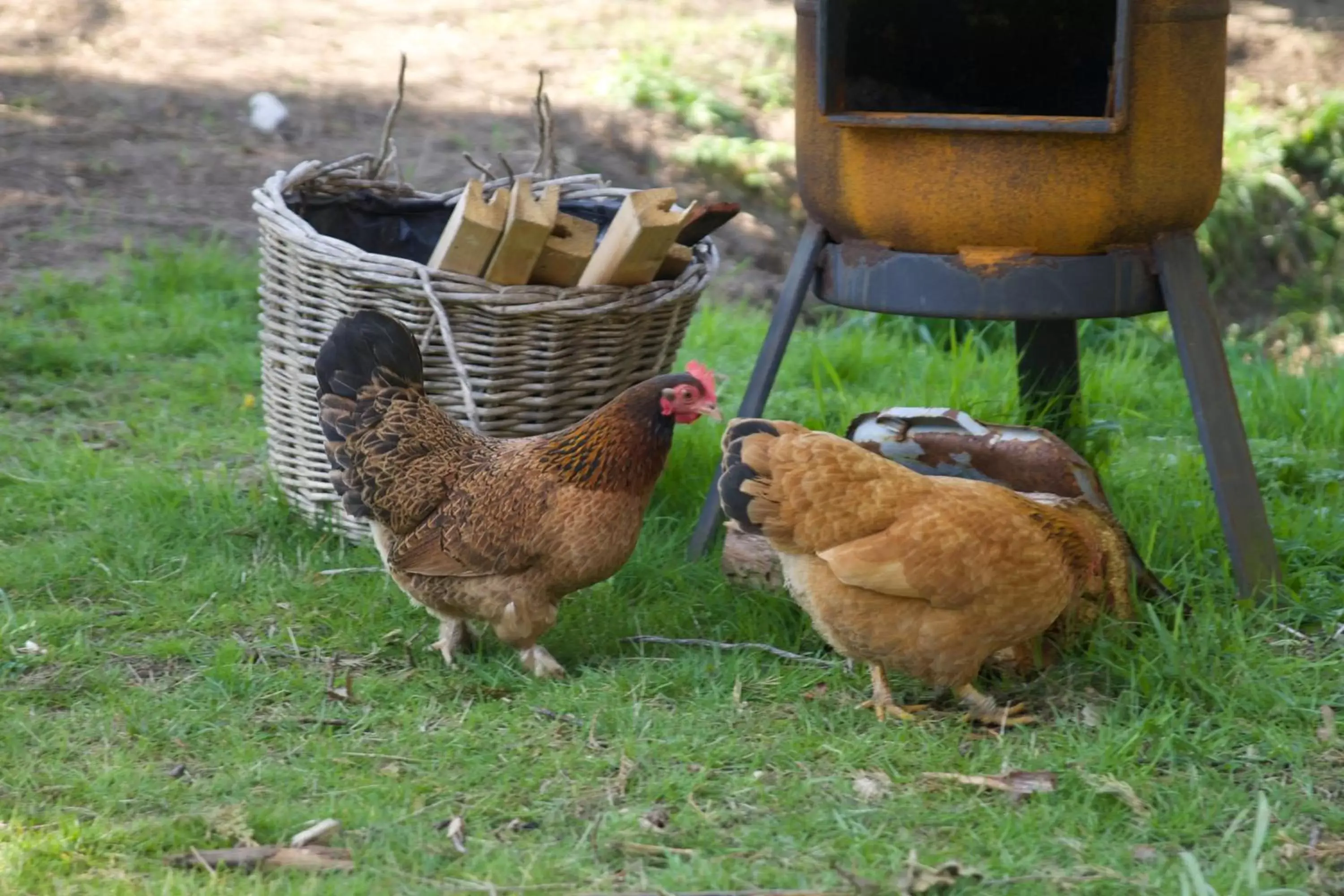 Other, Other Animals in B&B van Beijden