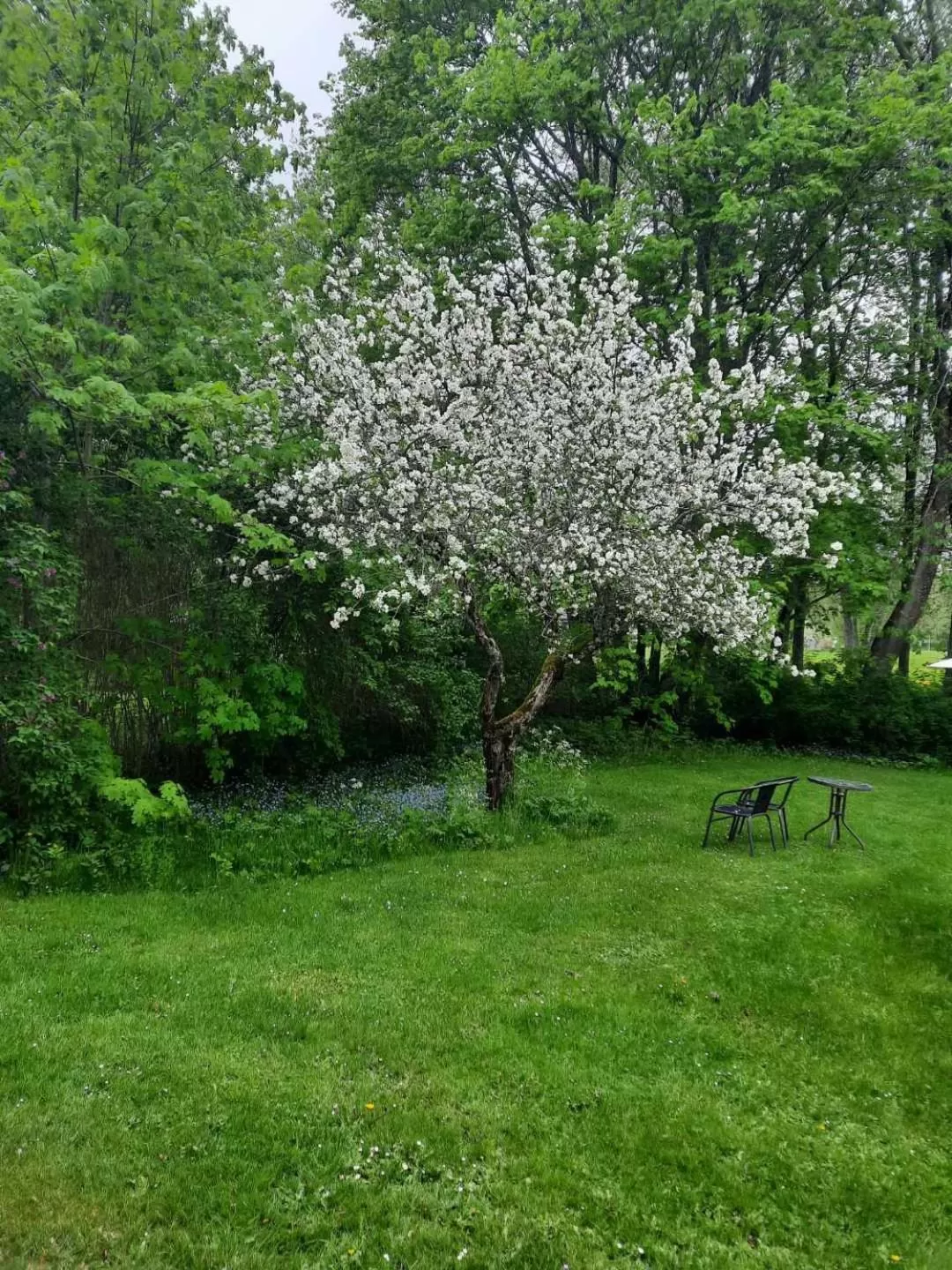 Garden view in KvarnDammens Bed & Breakfast