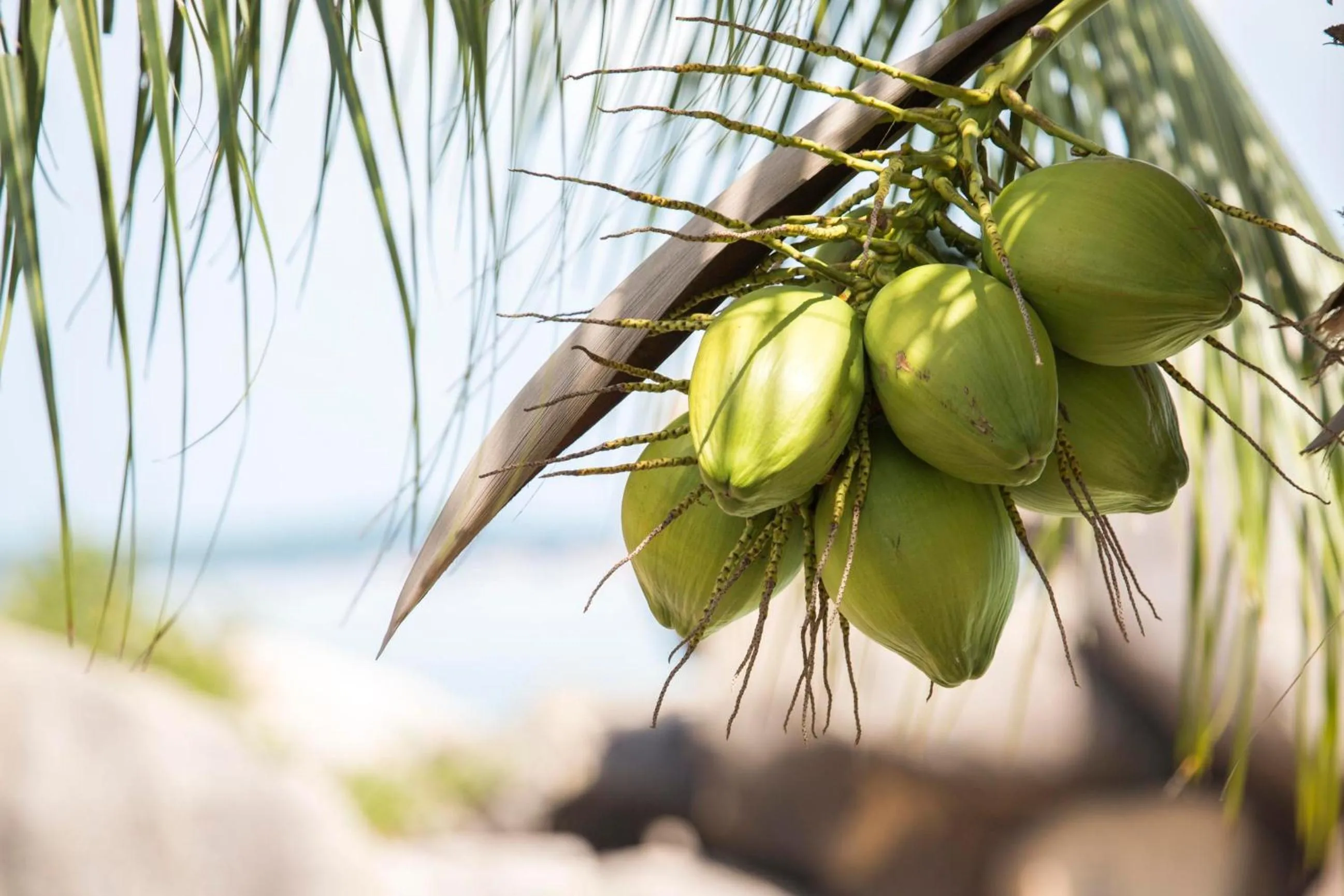 Other in Crystal Bay Beach Resort