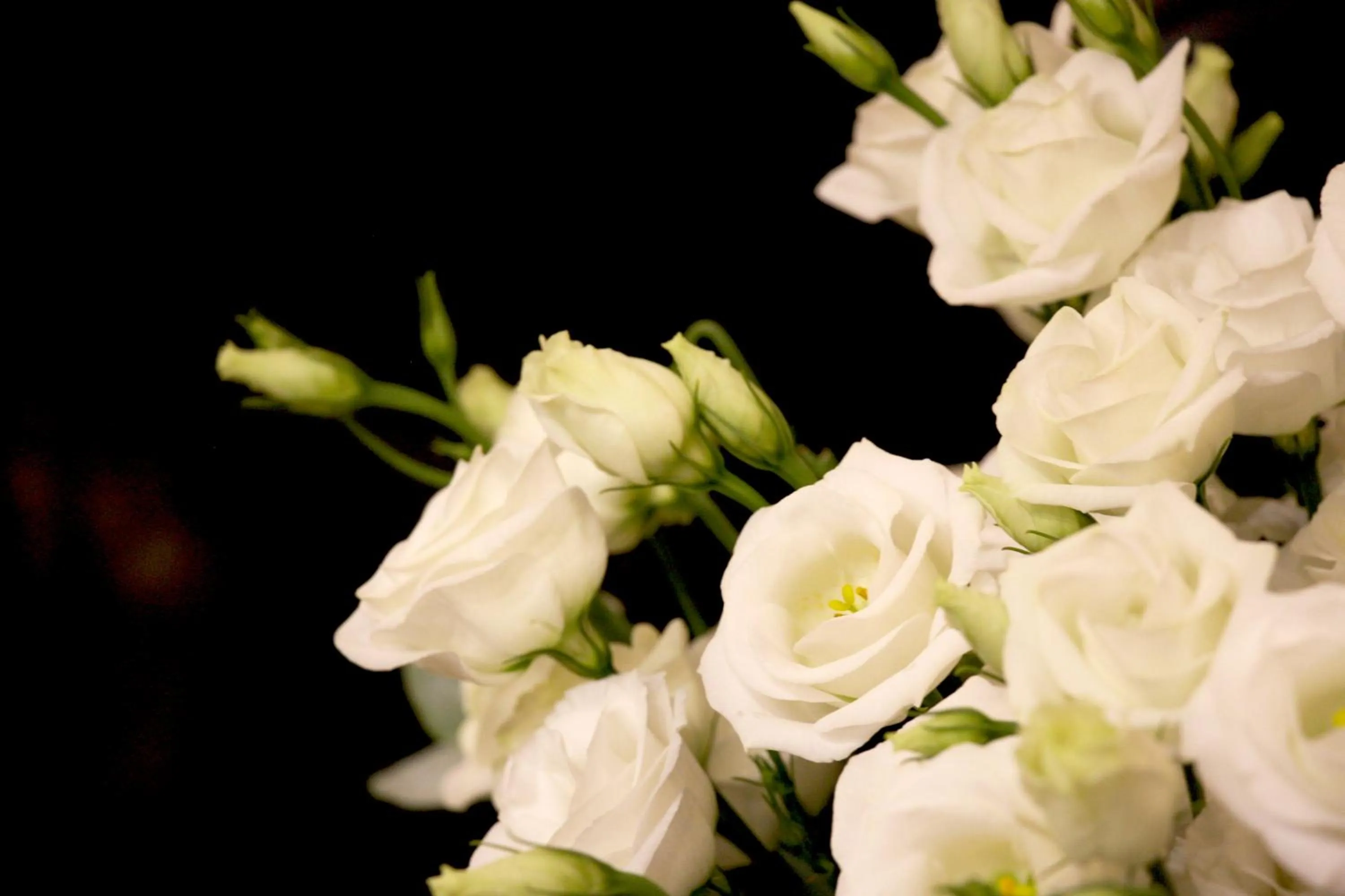 Decorative detail in Hotel Roses