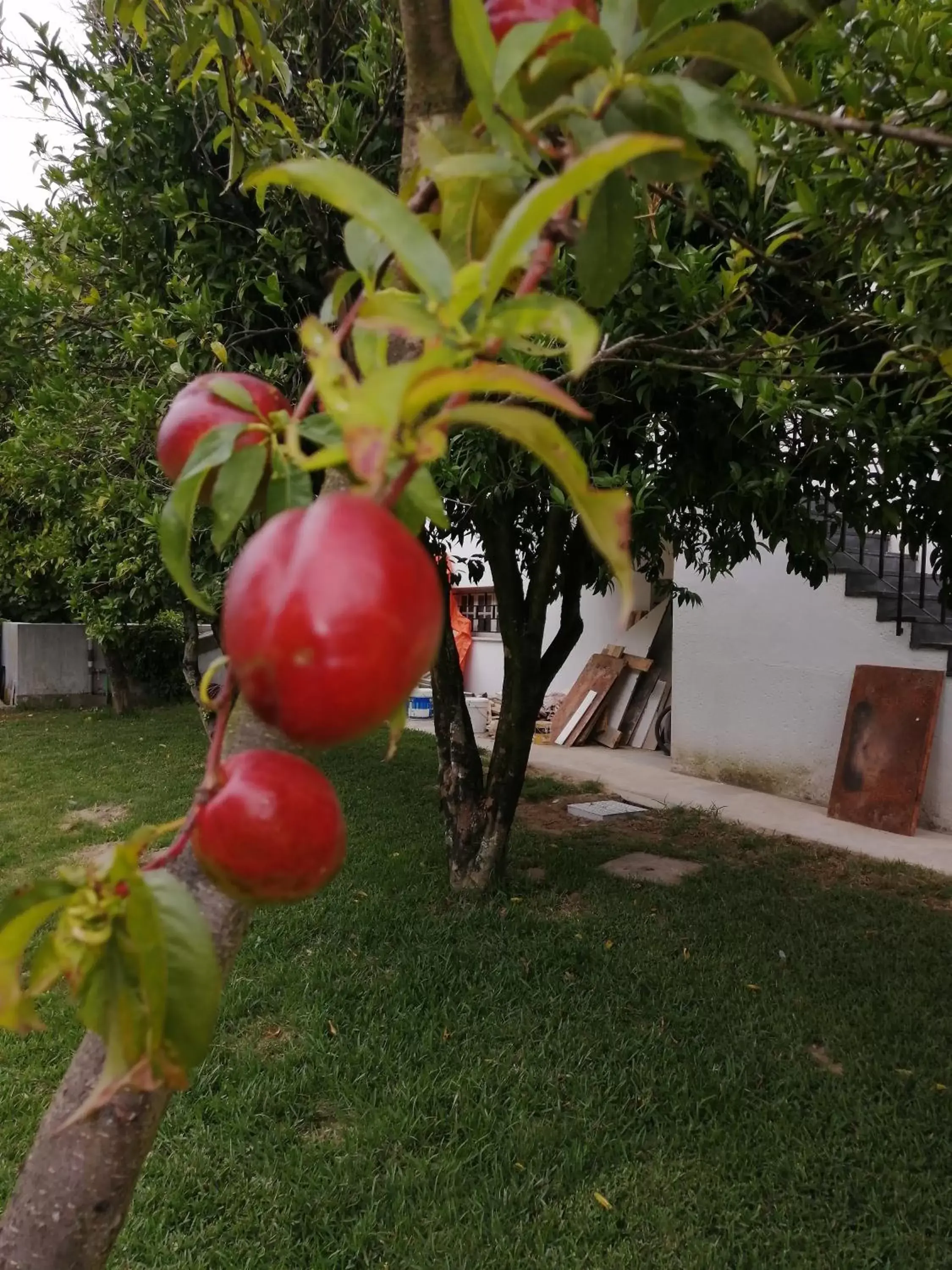 Garden view, Garden in B&B Villa Branca Barreiros AL98139