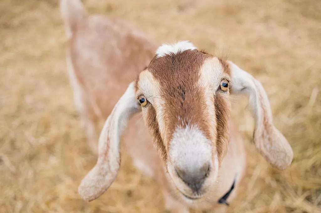 Pets in Rêves de Moutons