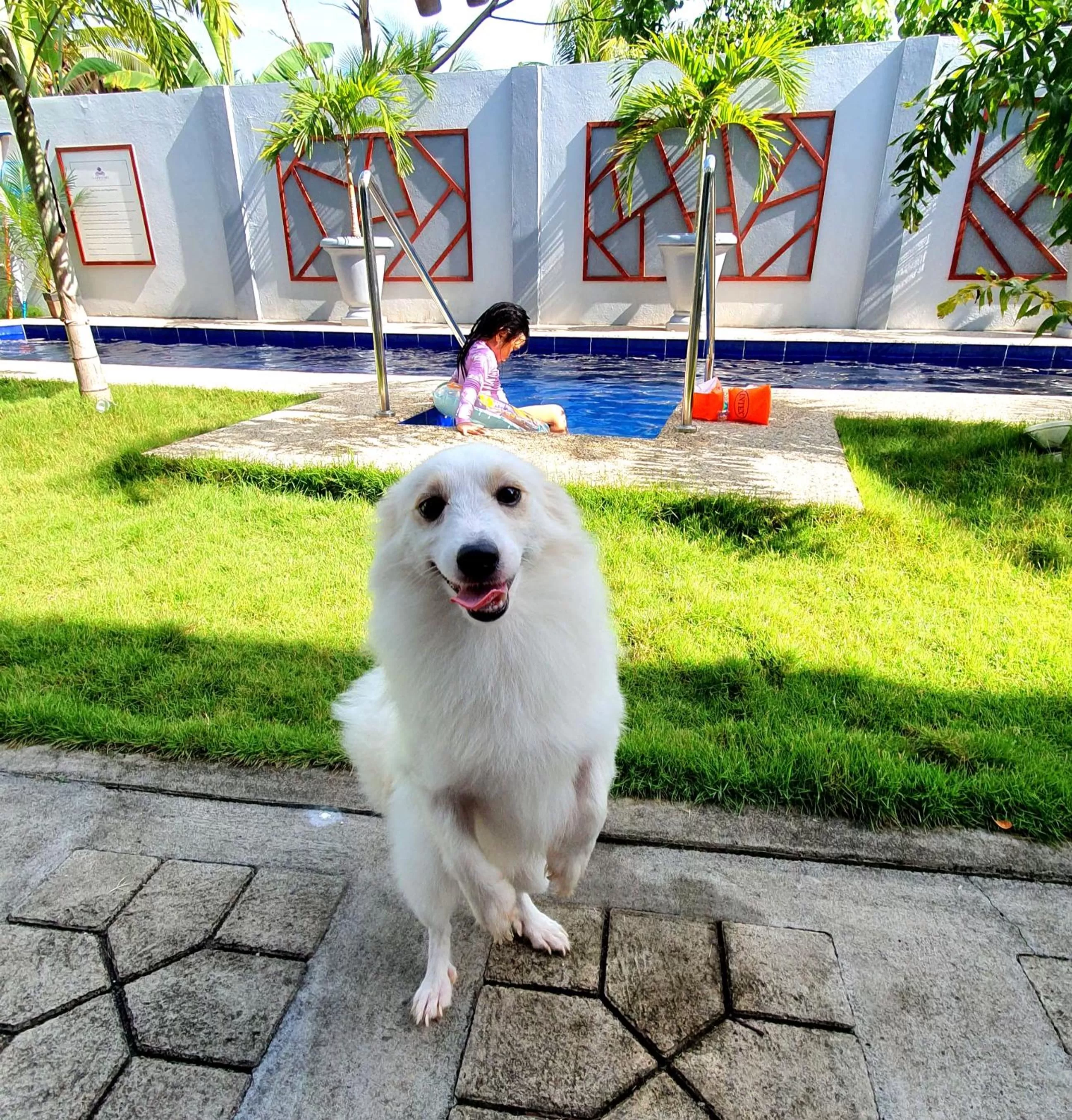 Pets in Sapphire Boutique Resort