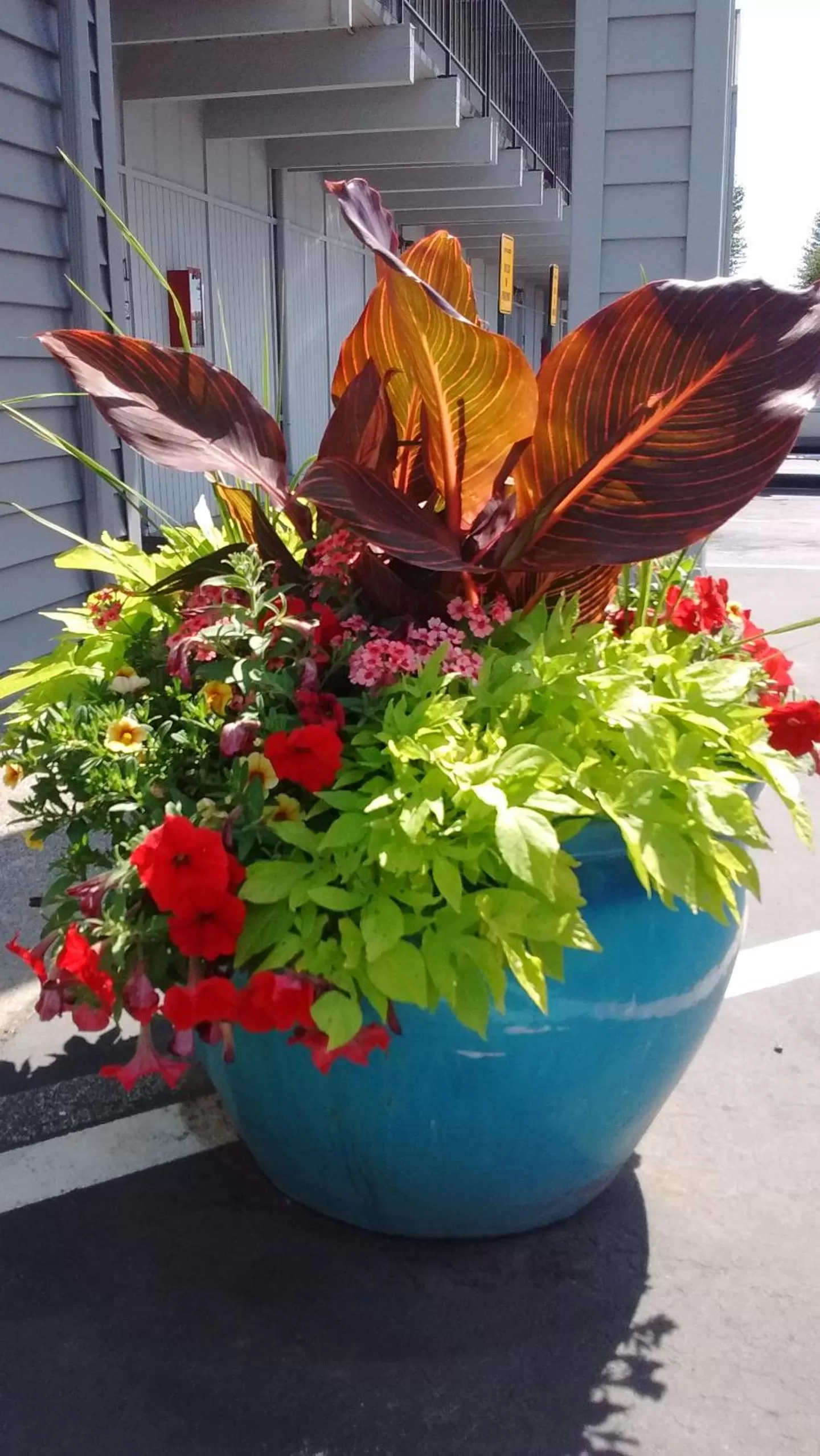 Natural landscape in Cocusa Motel