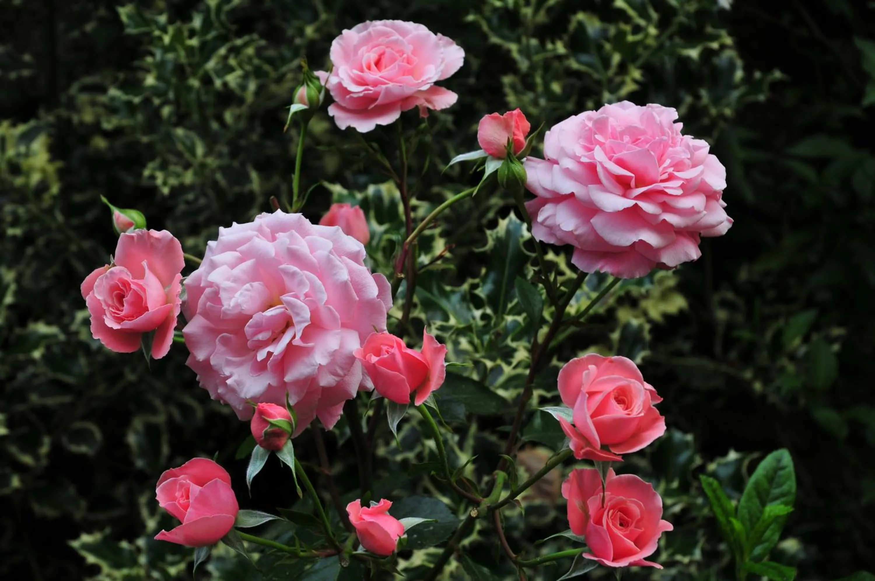 Spring in Hotel Riviera Blu