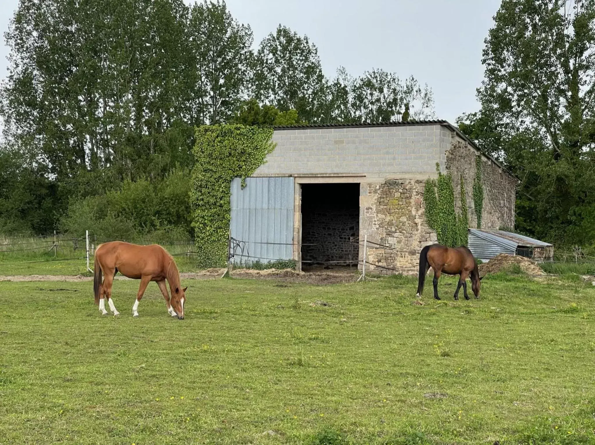 Pets, Other Animals in L'Autre Rivière - Chambres d'hôtes