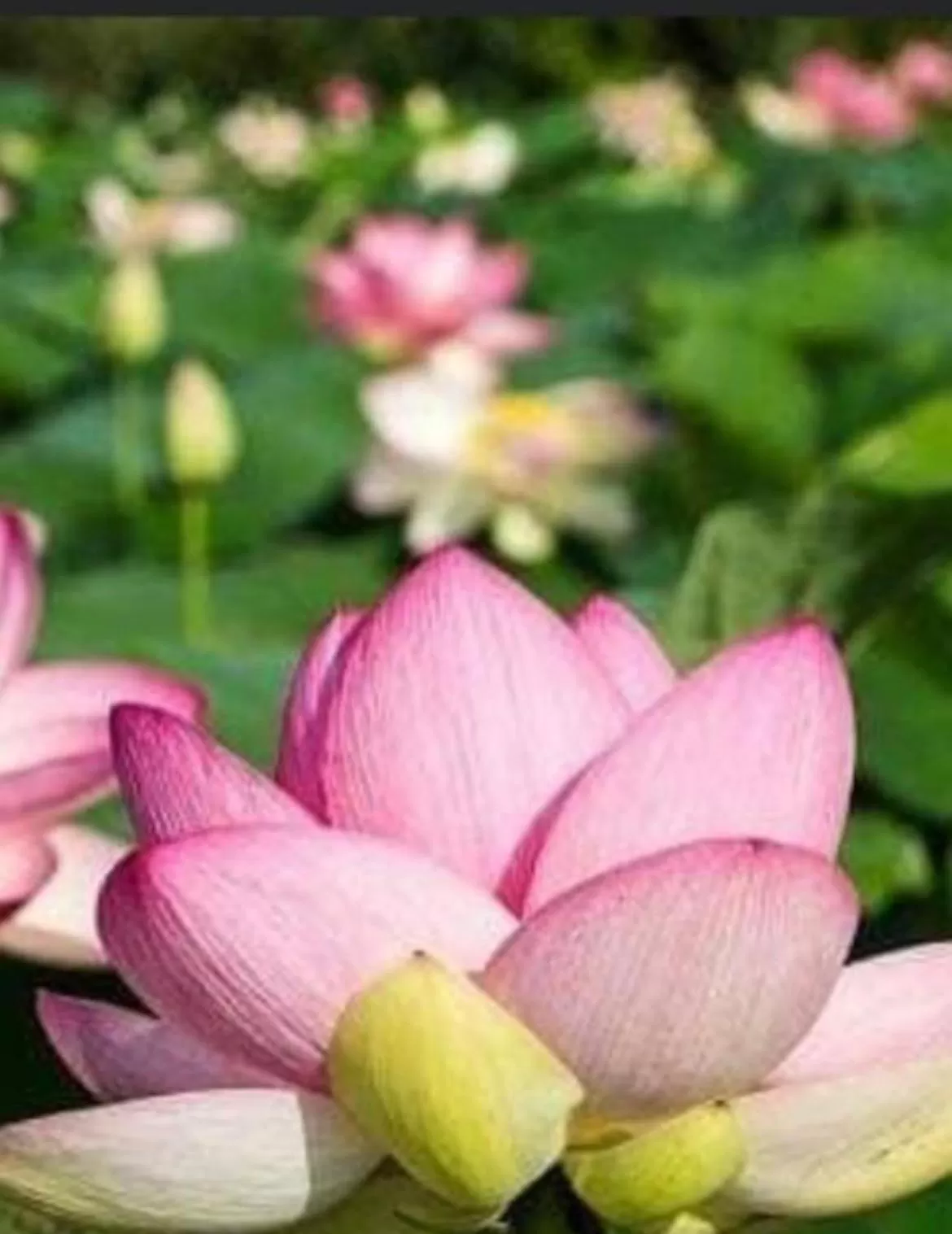 Food in Cuor di Mantova B&B