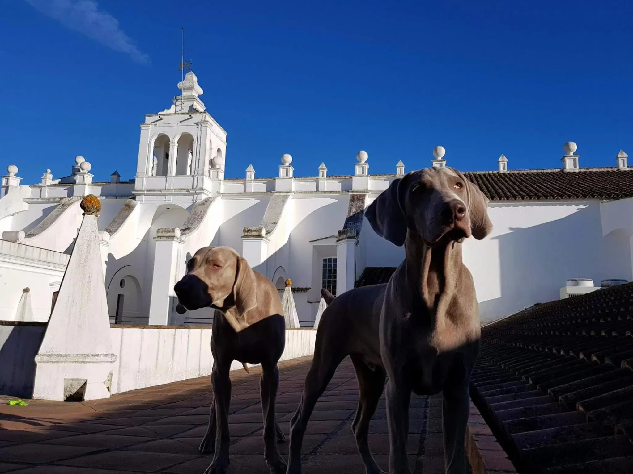Pets, Other Animals in Convento do Espinheiro, Historic Hotel & Spa