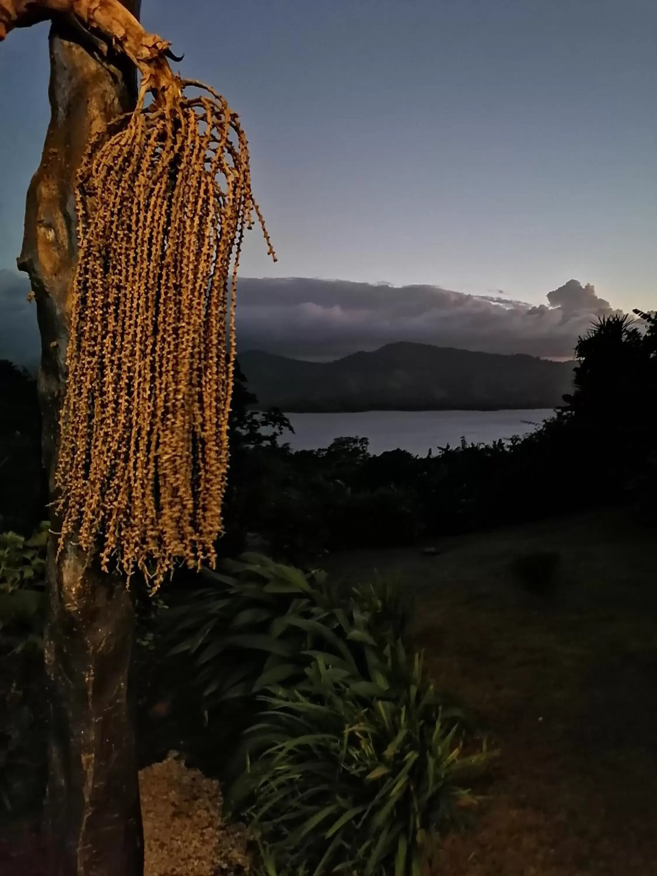 Natural landscape in La Ceiba Tree Lodge