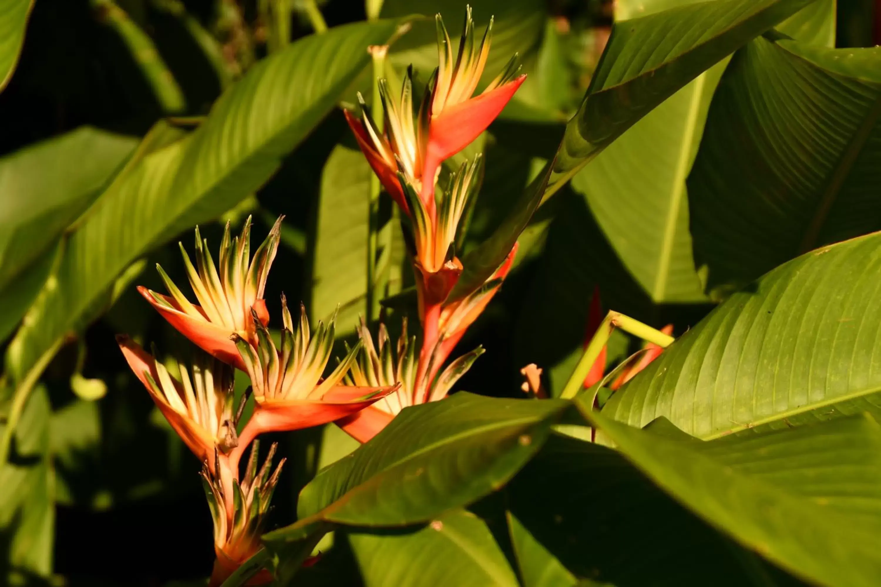 Natural landscape in Hotel Alisei