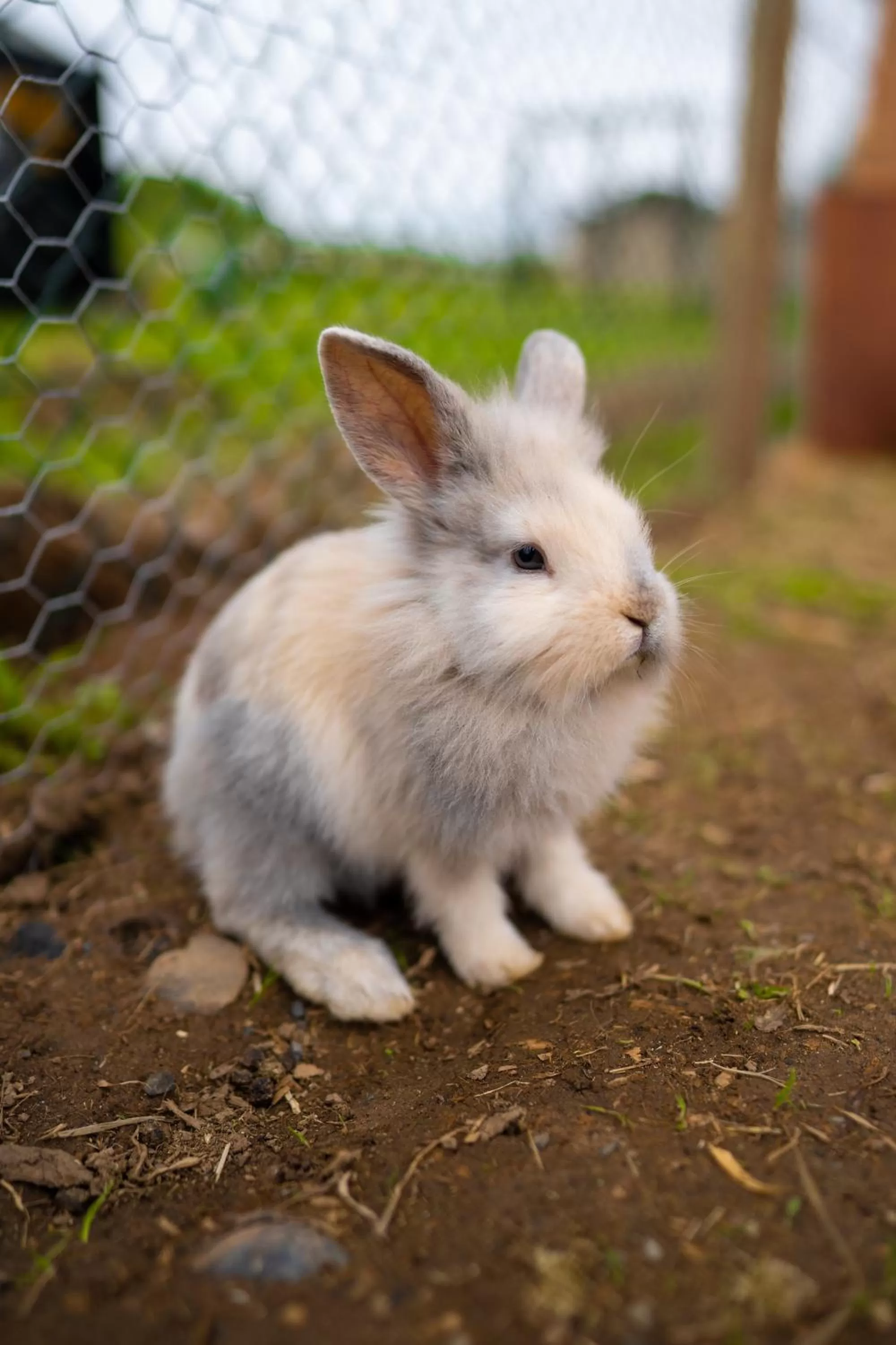 Animals in Radisson BLU Hotel and Spa, Limerick
