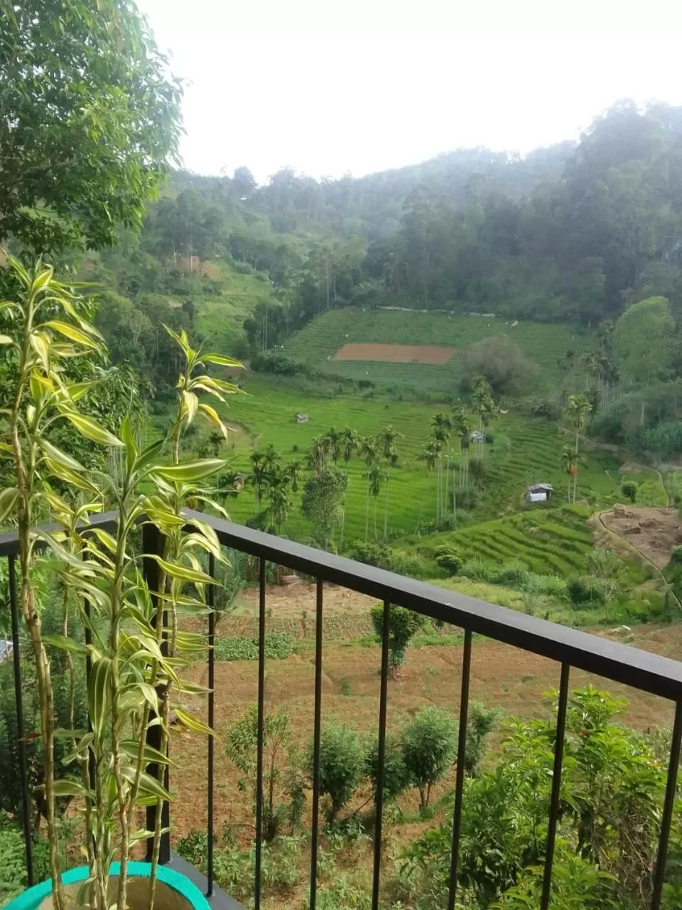 Garden view in Silent Nest