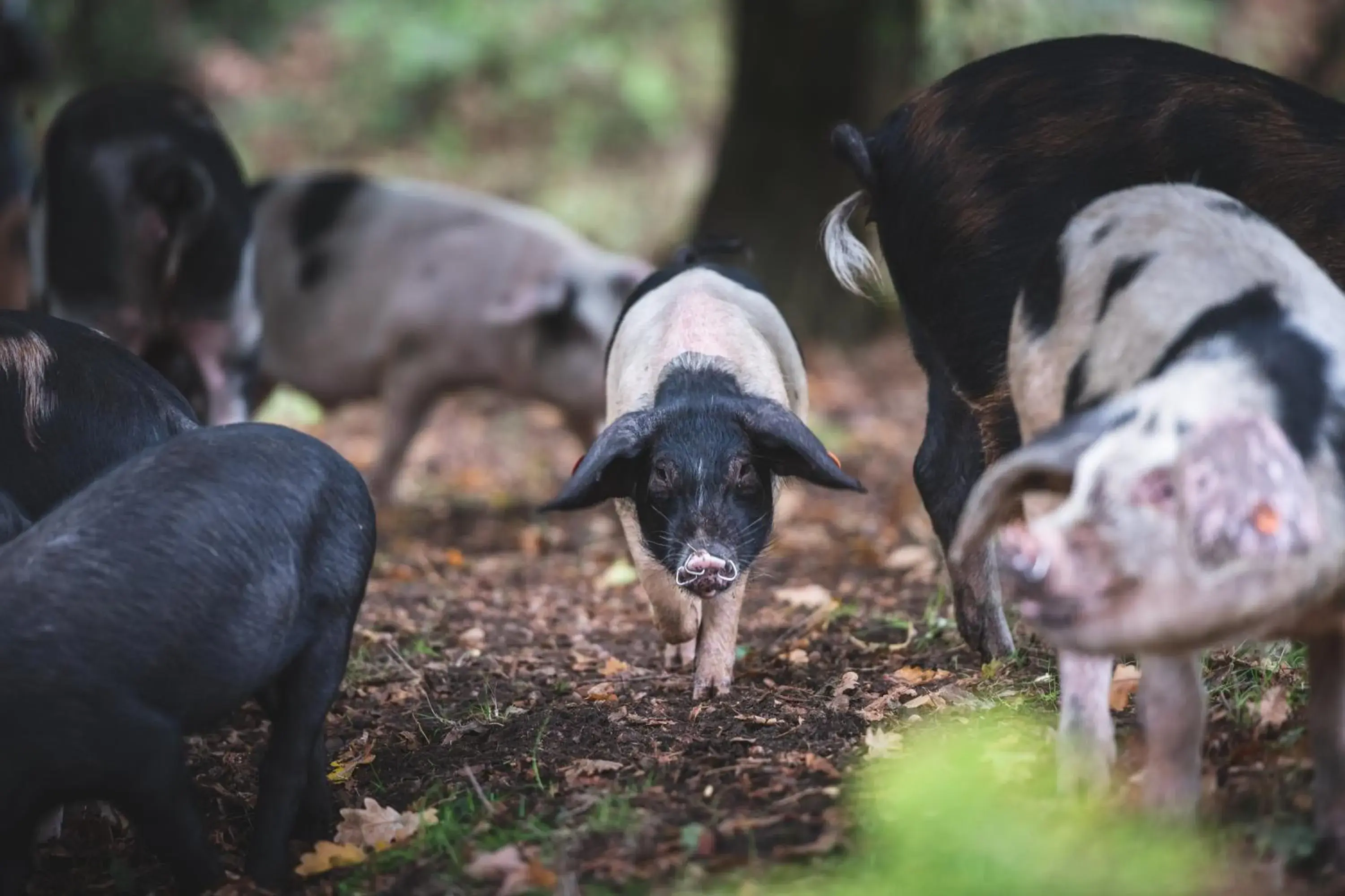 Animals, Other Animals in Bartley Lodge Hotel