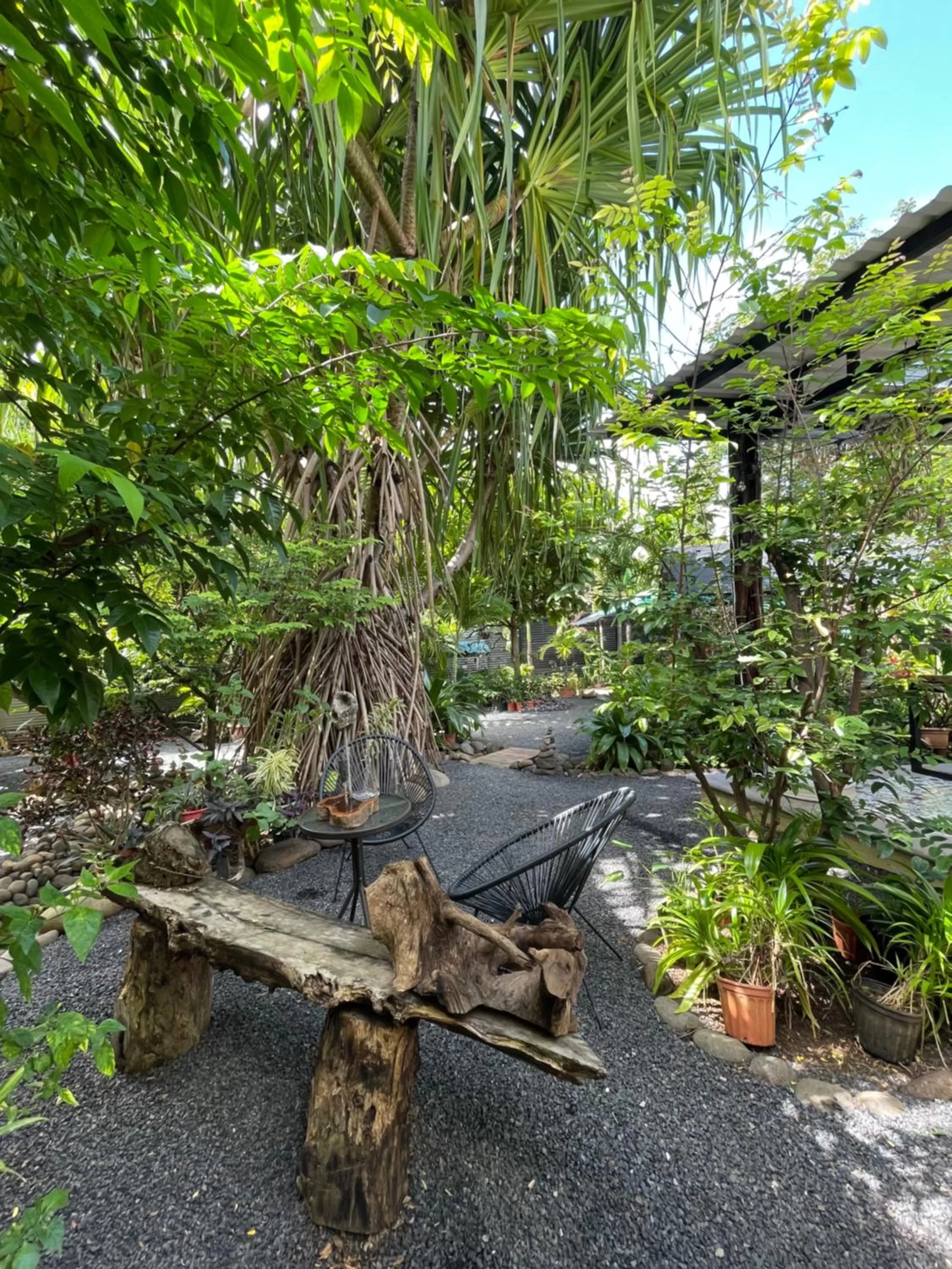 Other Animals in Tamarindo Sunshine