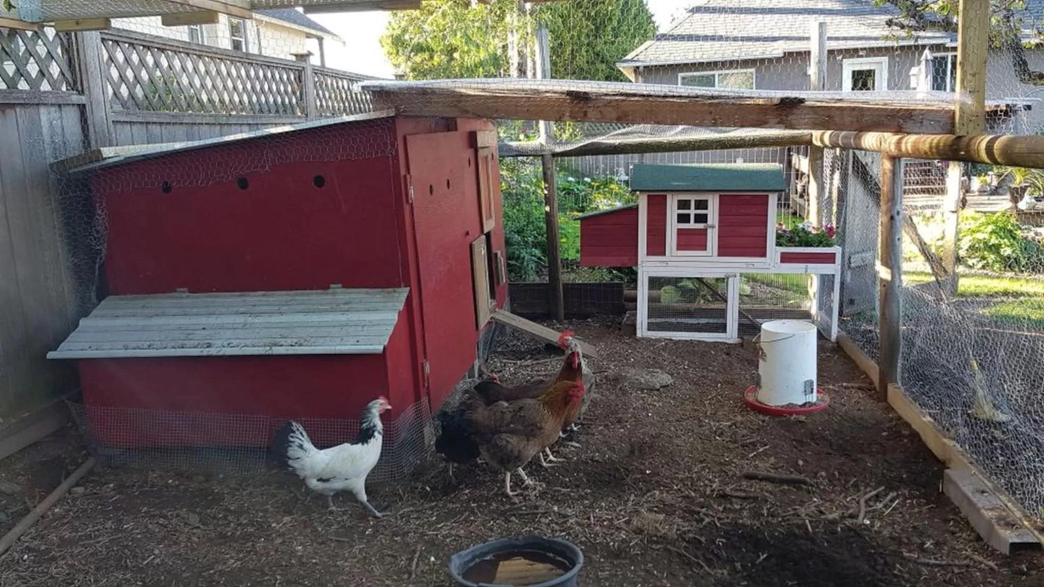 Animals in Campbell Cottage B&B