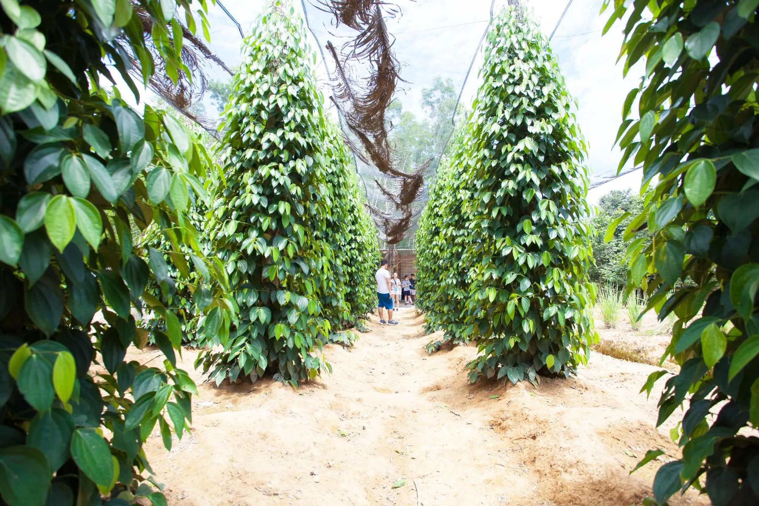 Garden in The Garden House Phu Quoc Resort