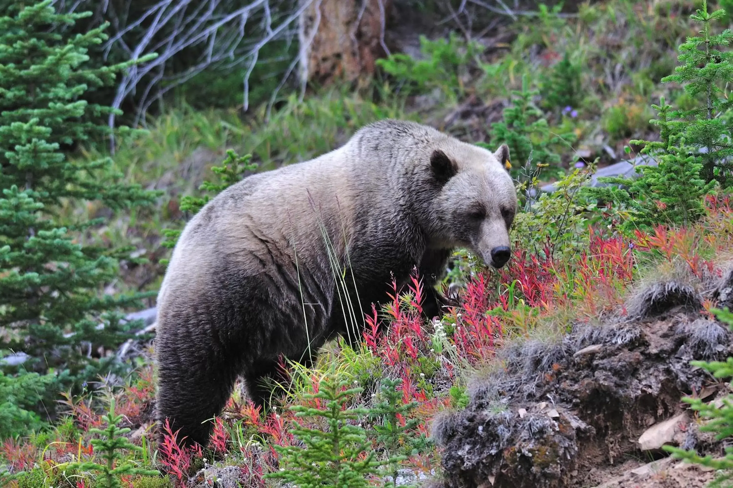 Spring, Other Animals in Falcon Crest Lodge by CLIQUE