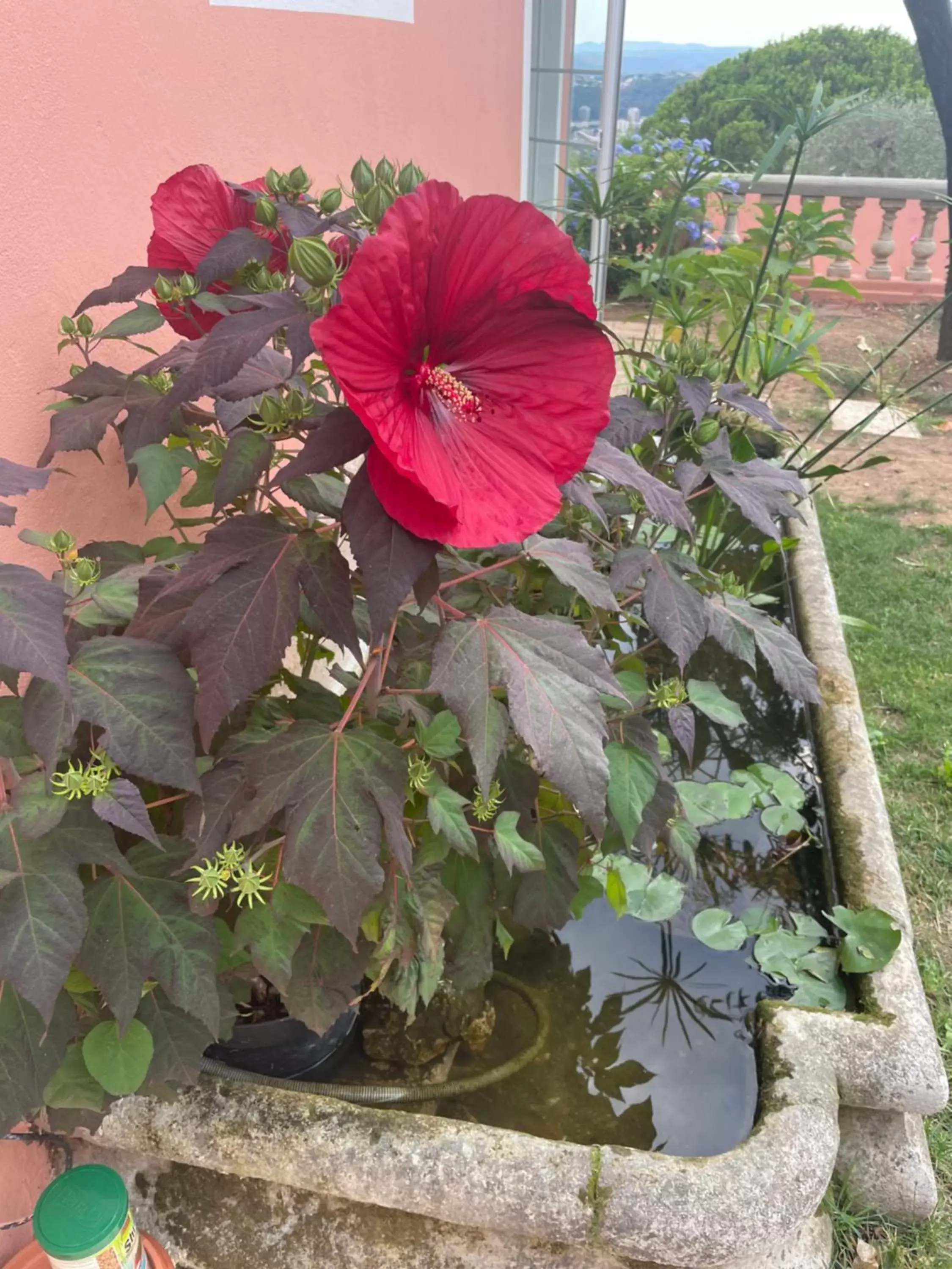 Garden in Chambre d'hôtes A l'ancre marine