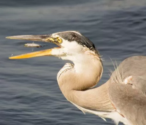 Nearby landmark, Other Animals in Herring Run Motel and Tiny Cabins