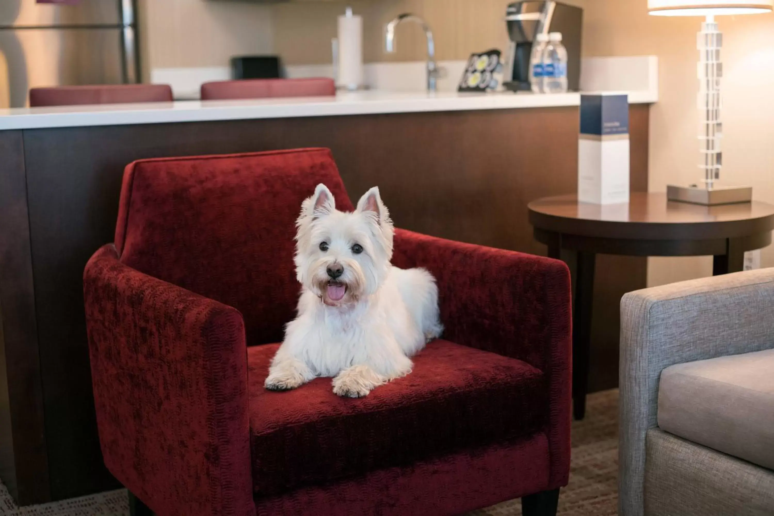 Other, Pets in Residence Inn by Marriott Chicago Downtown/Loop