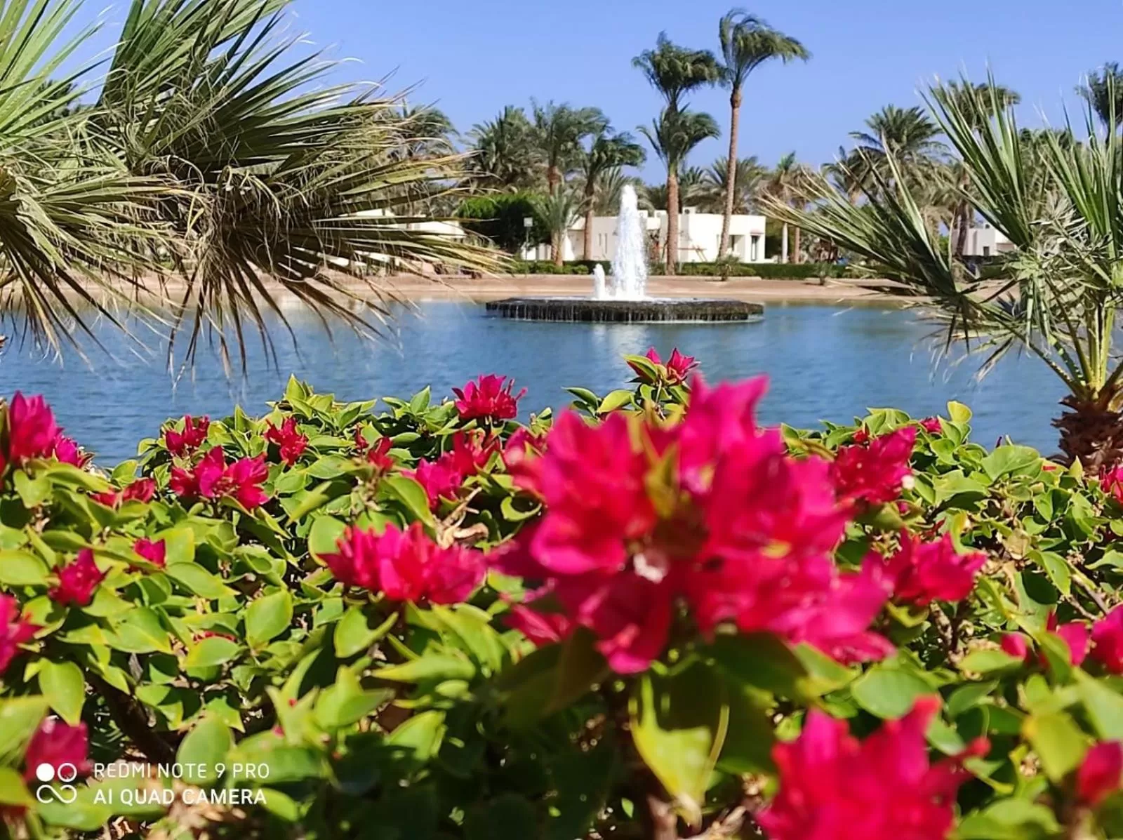 Garden in Pharaoh Azur Resort