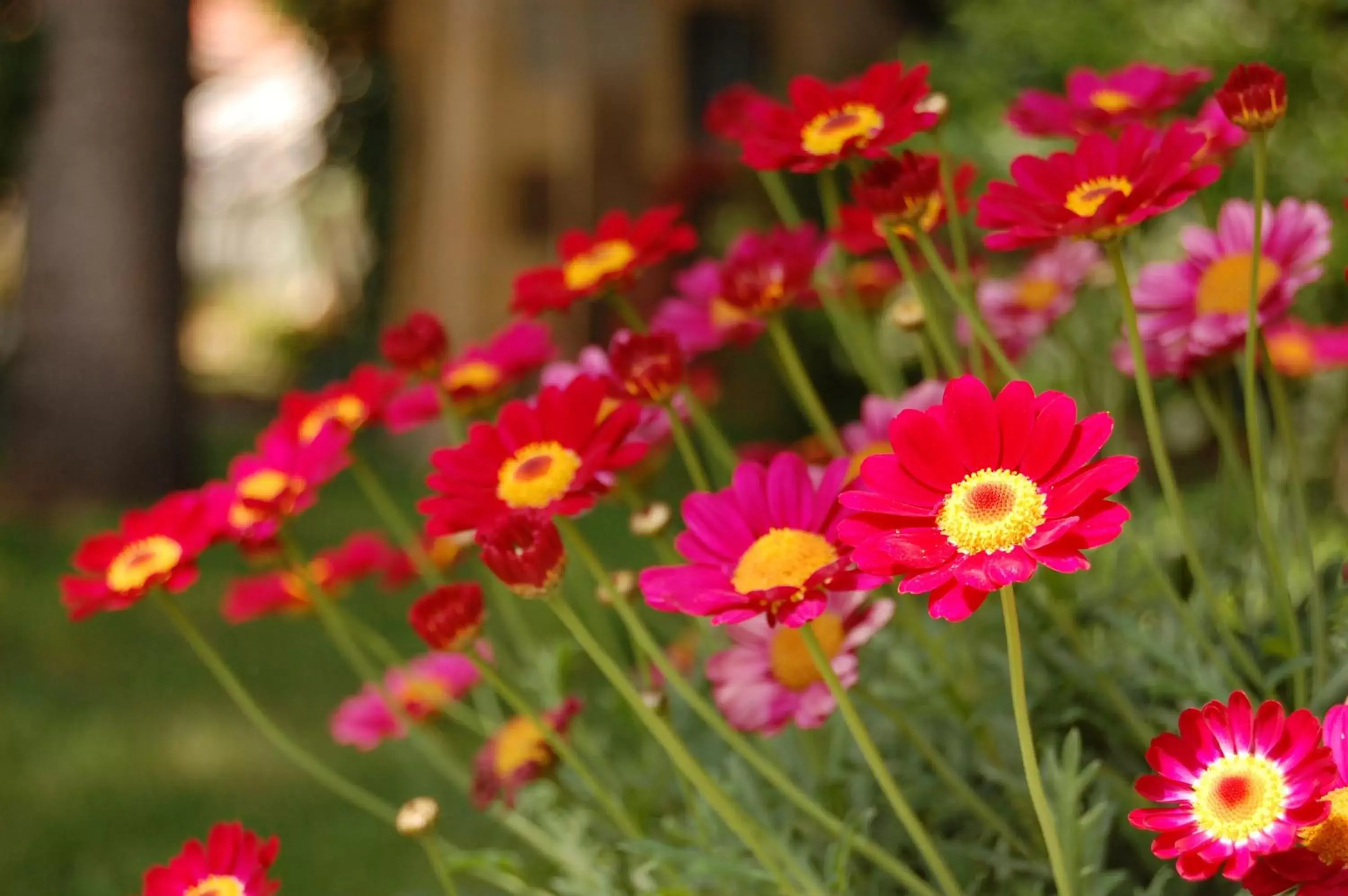 Garden in Madeleine Bergerac