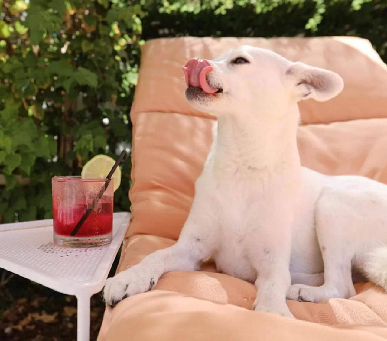 Animals in The Plymouth South Beach