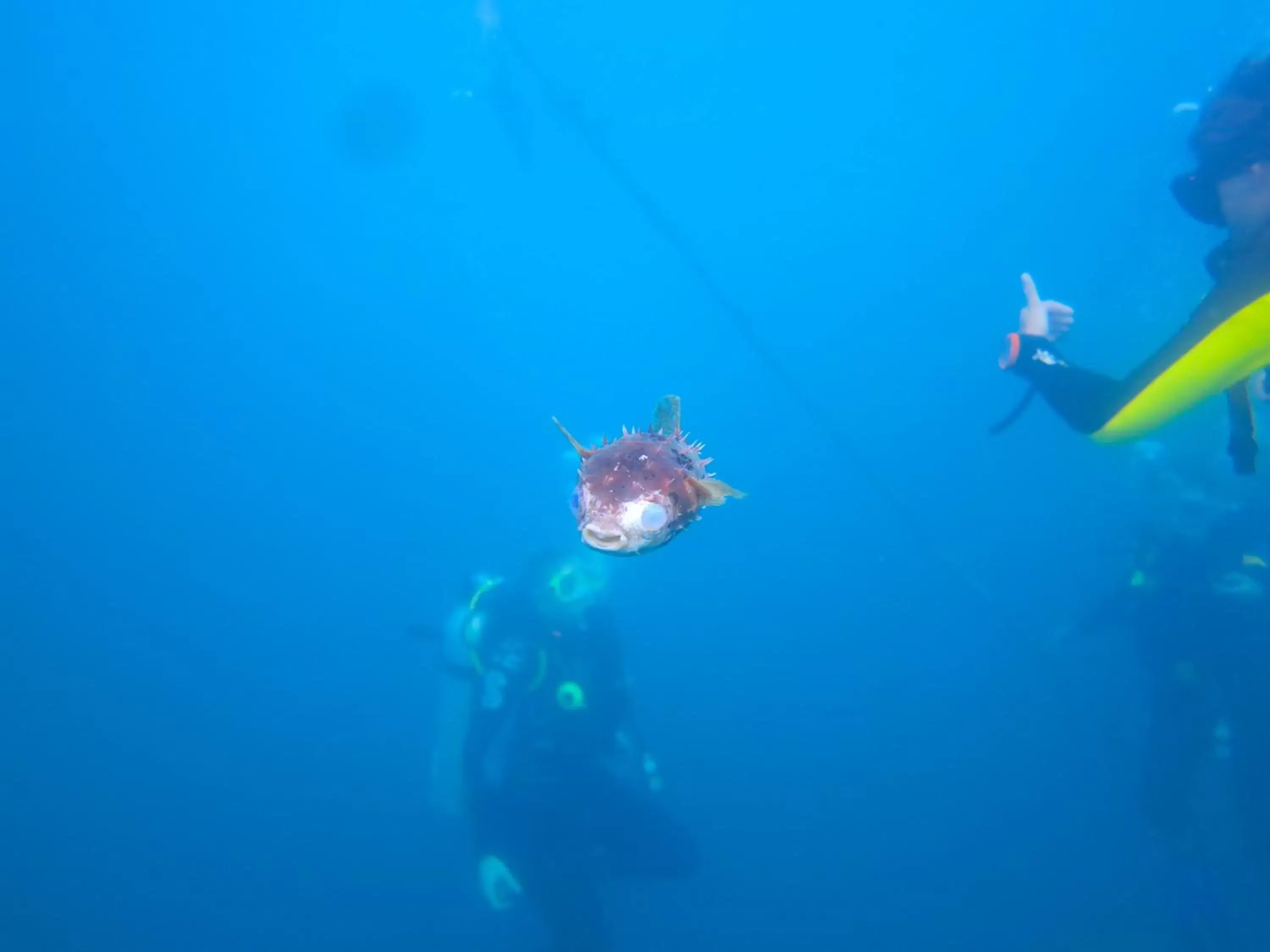 Diving, Other Animals in Chindonan Dive Resort