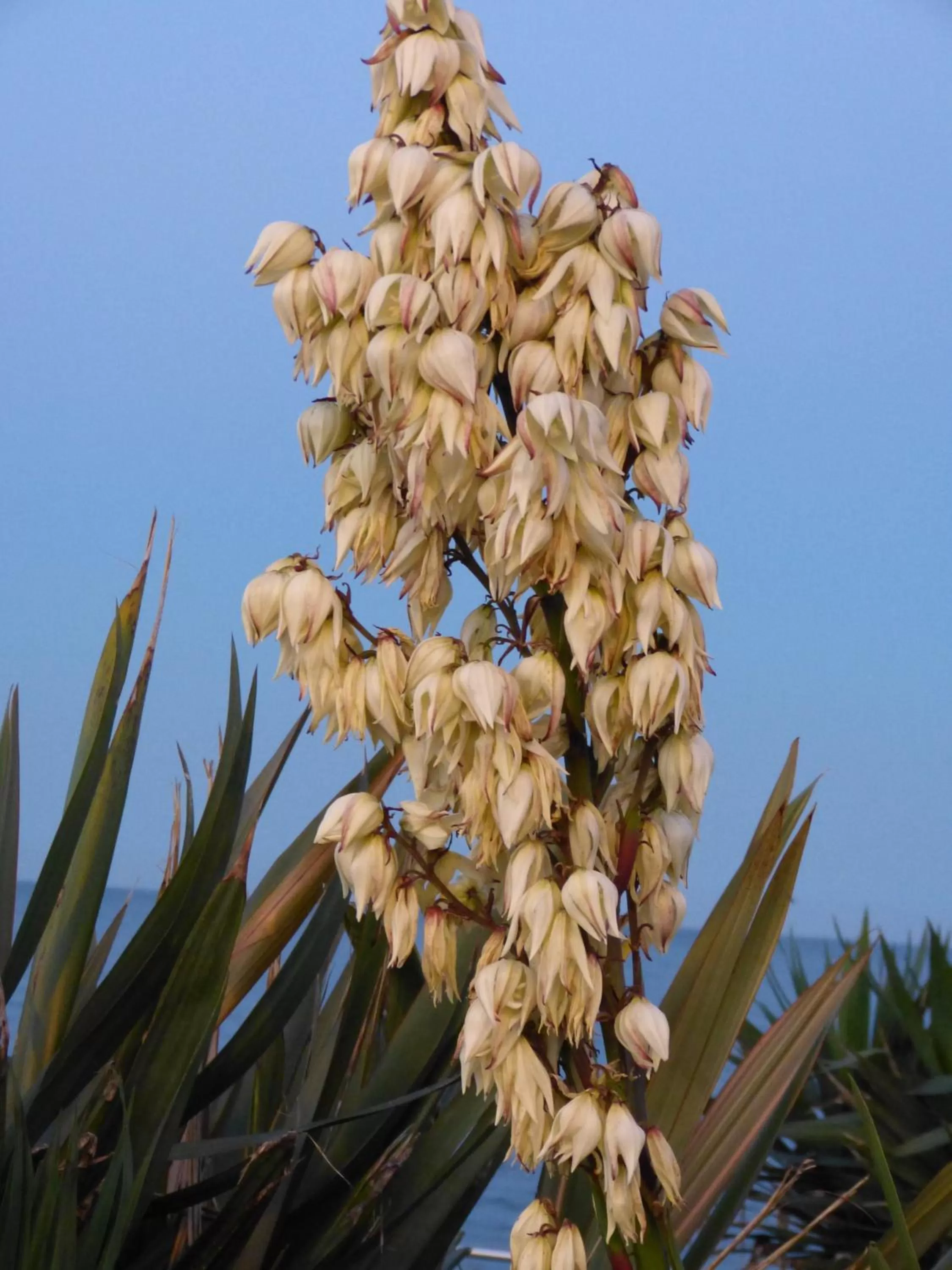 Other, Other Animals in The Thornhill