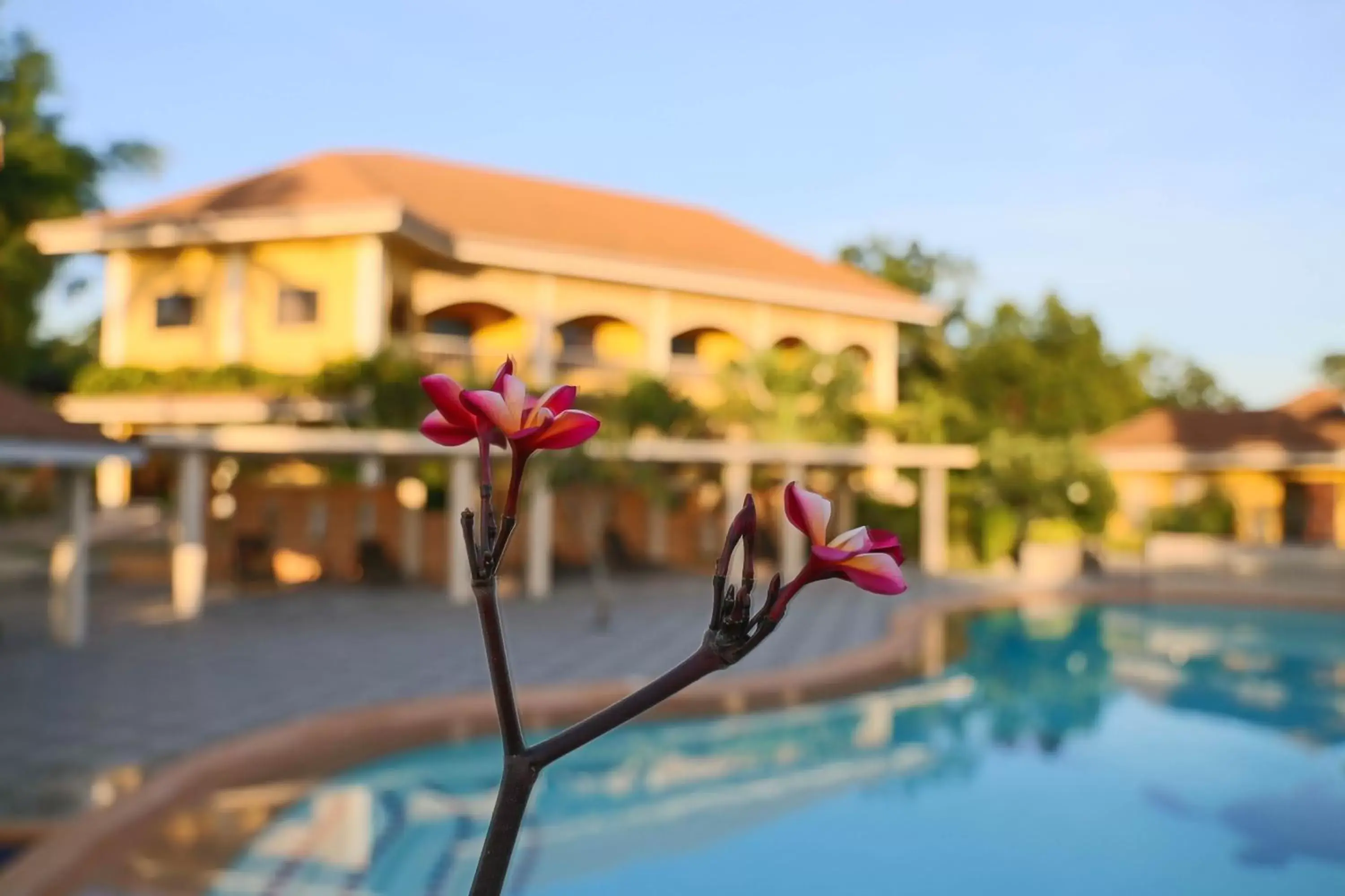 Swimming Pool in Turtle Bay Dive Resort