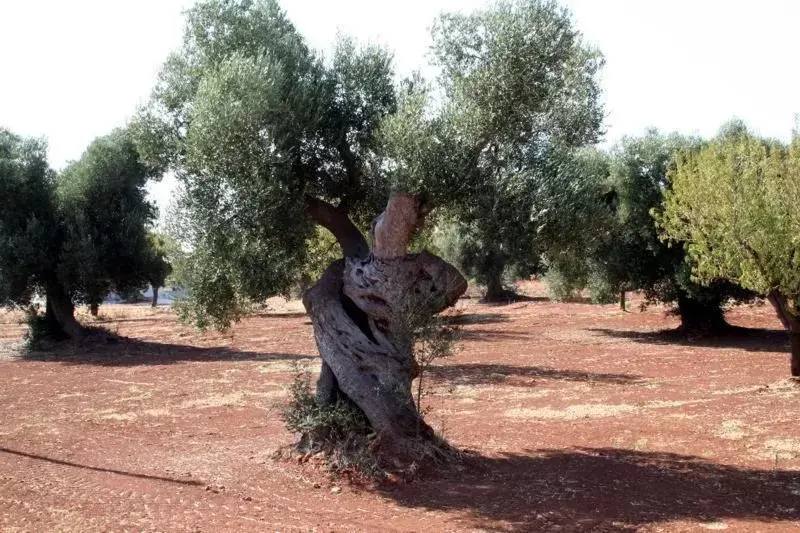 Natural landscape, Garden in B&B GianLuis