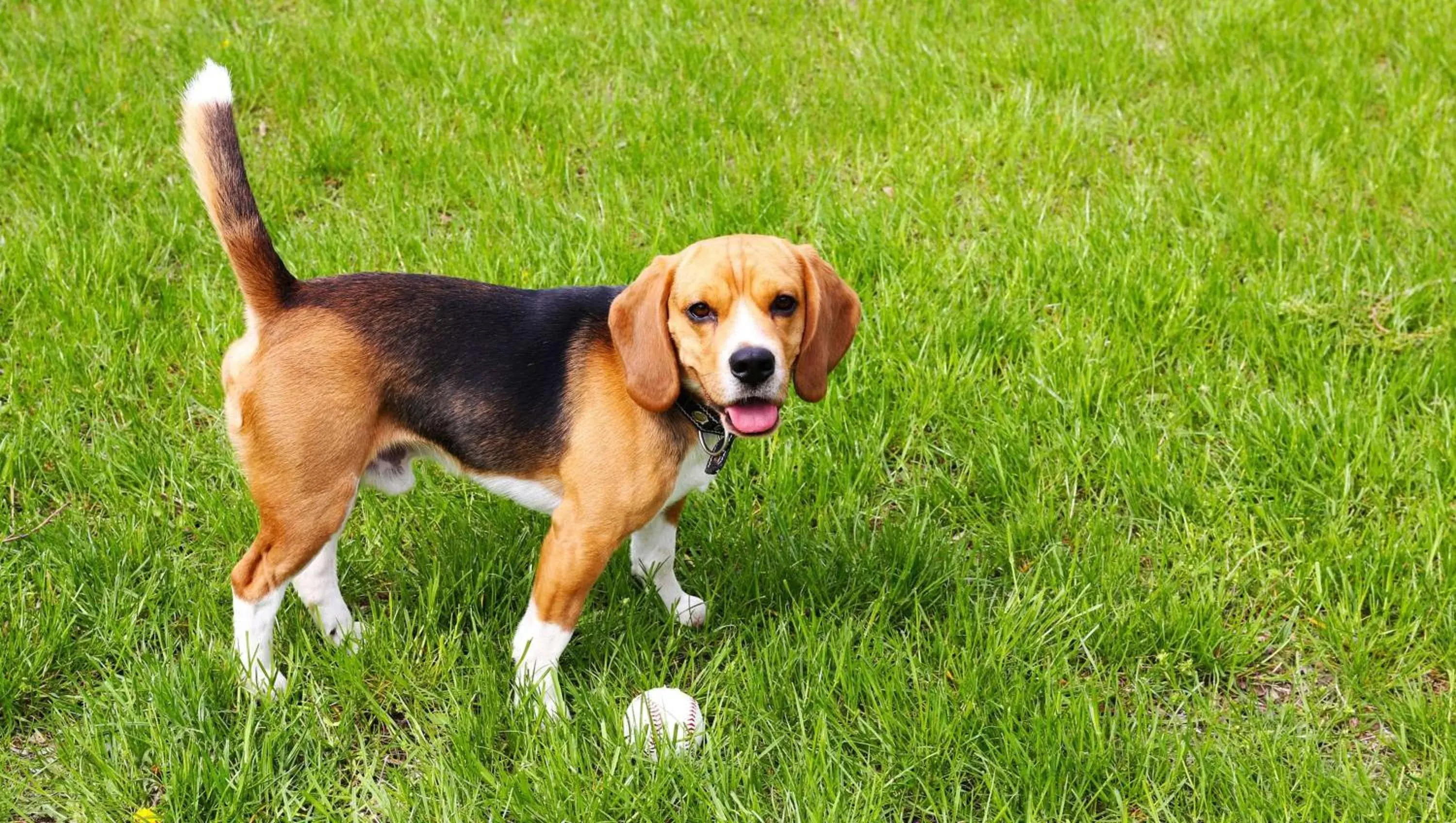 Pets in Hometown Inn Staunton