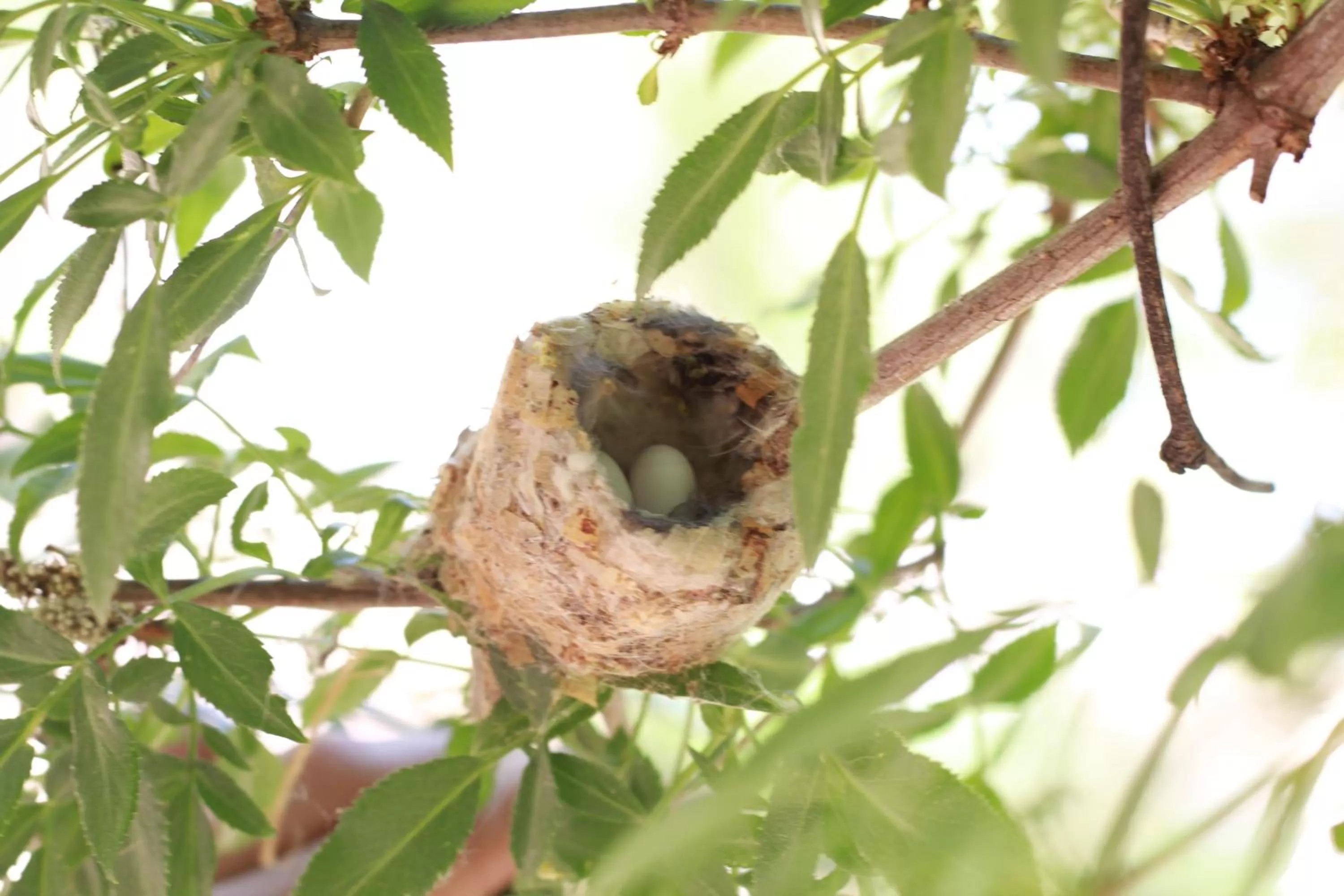 Animals in Amado Territory B&B