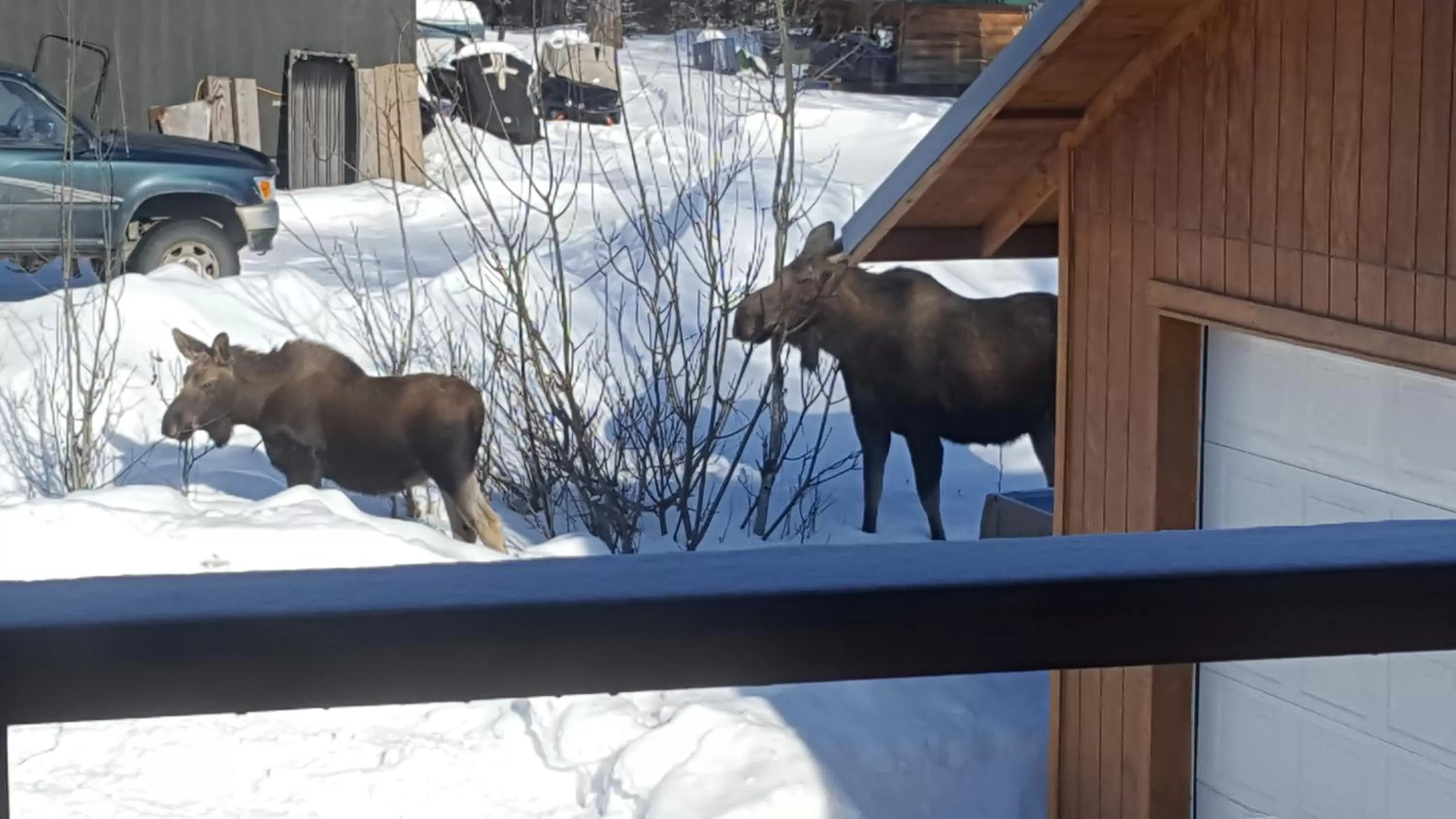 Animals in Southern Bluff Bed & Breakfast