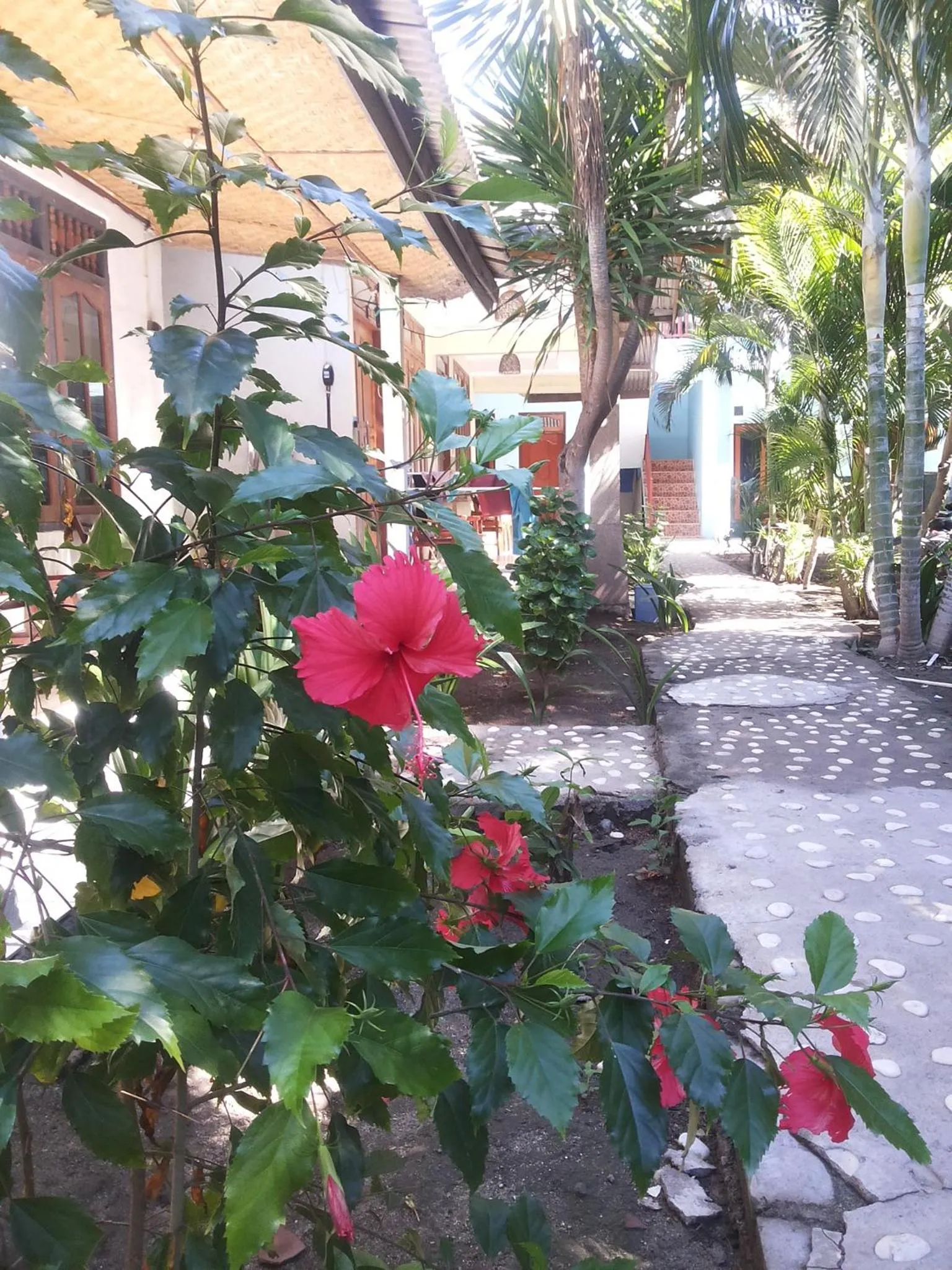 Garden in Sagita Bungalow