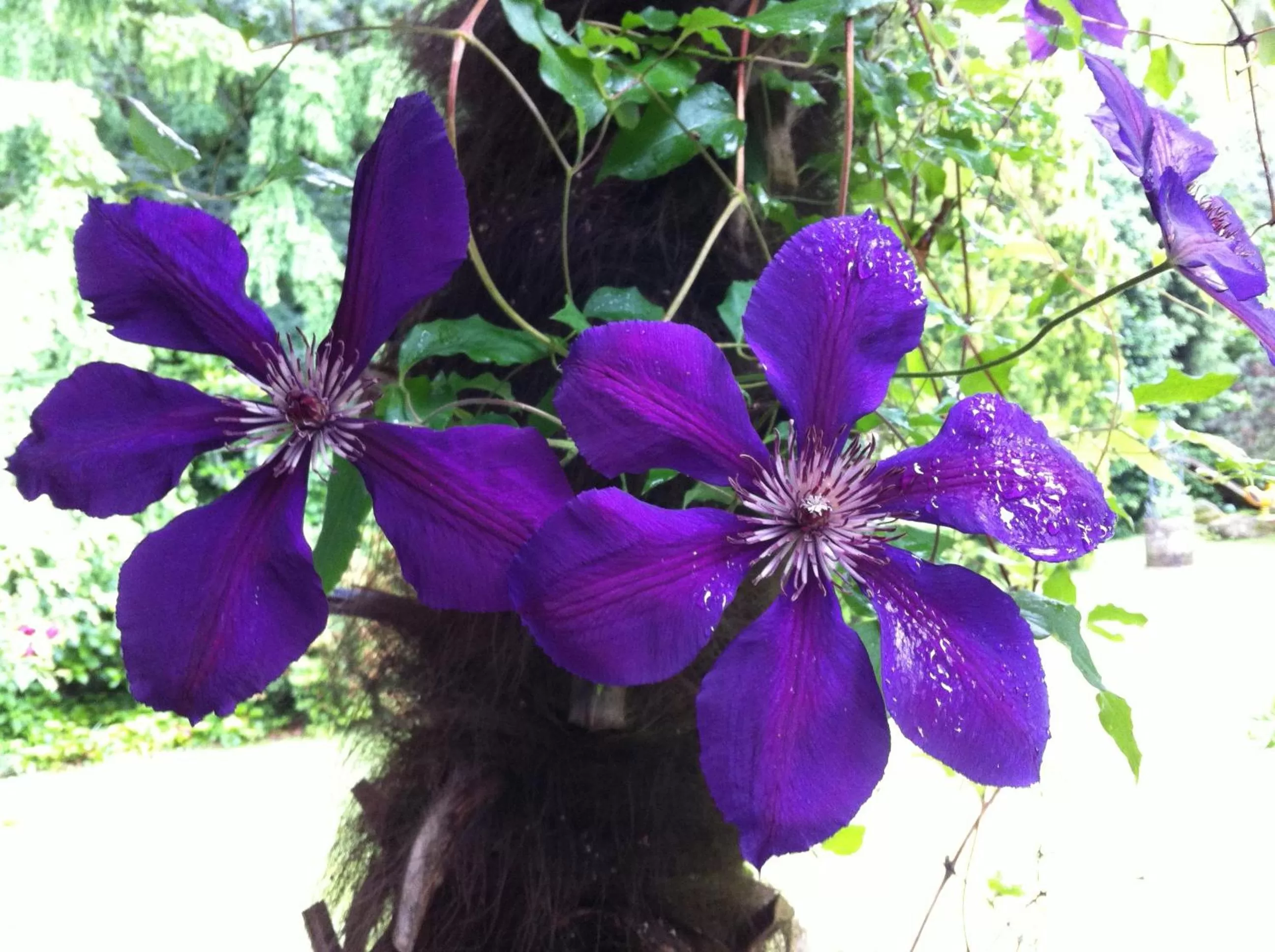 Garden in Garni Villa Siesta Park