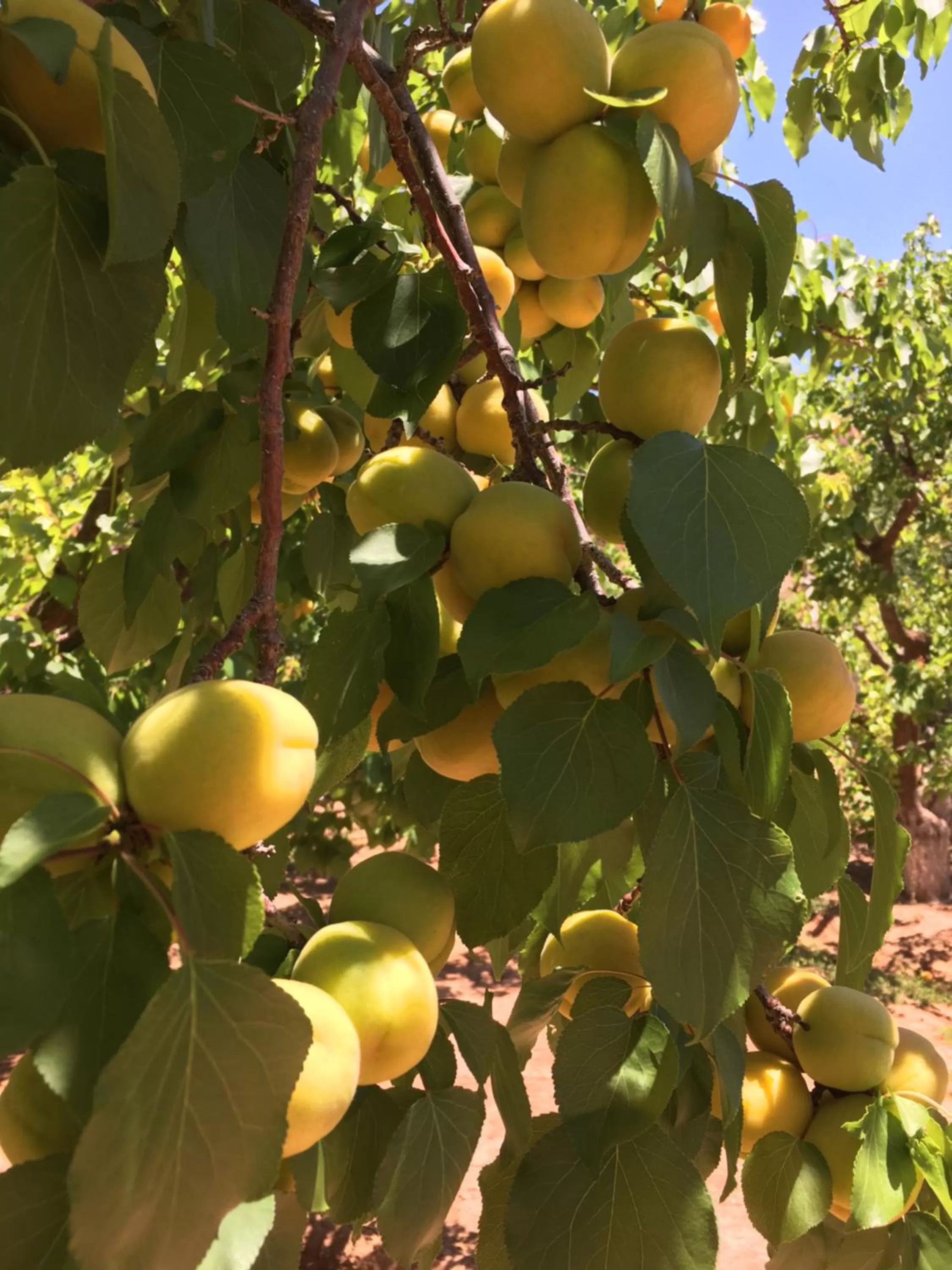 Activities in Shash Dine' EcoRetreat