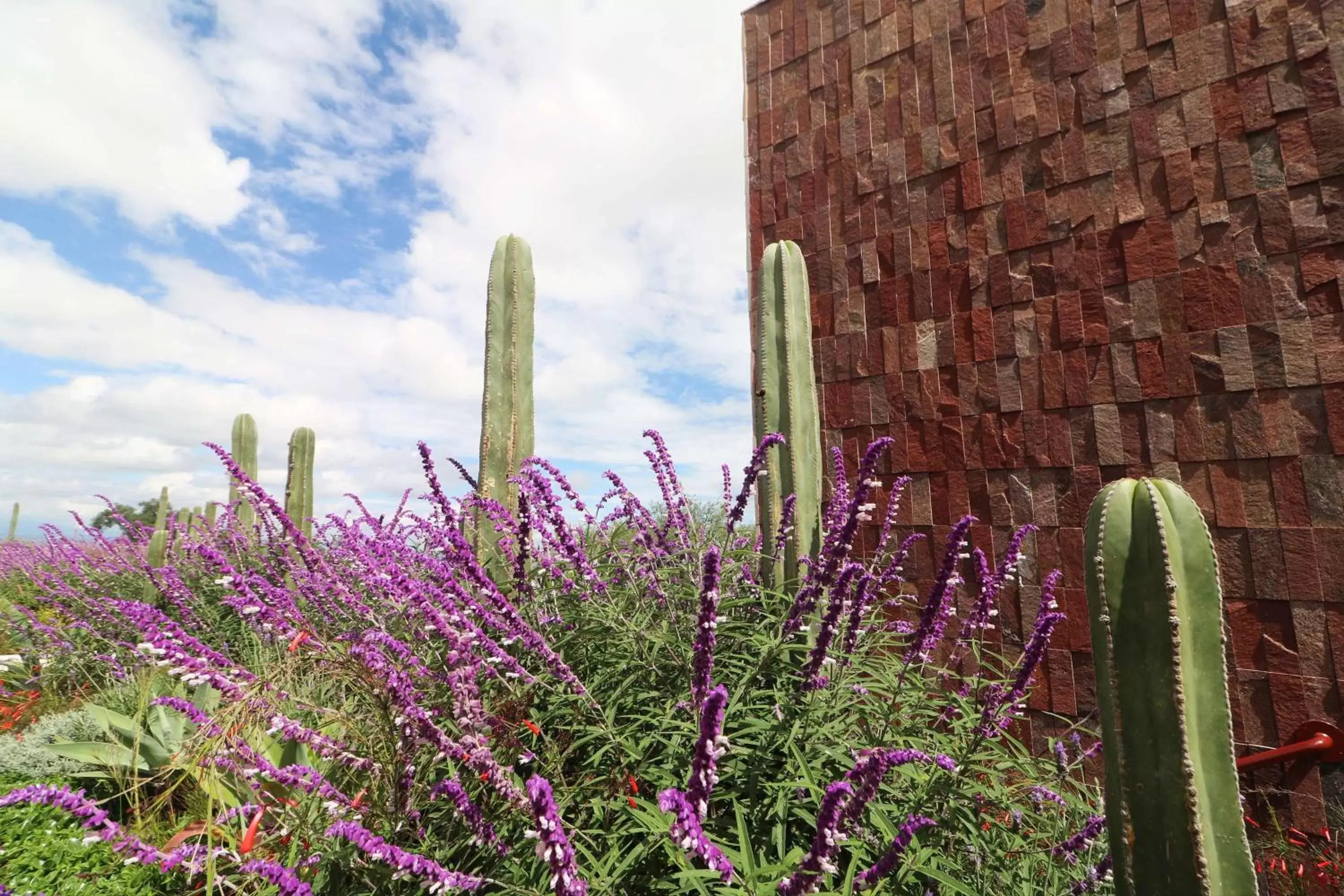 Garden in Albor San Miguel de Allende, Tapestry Collection by Hilton