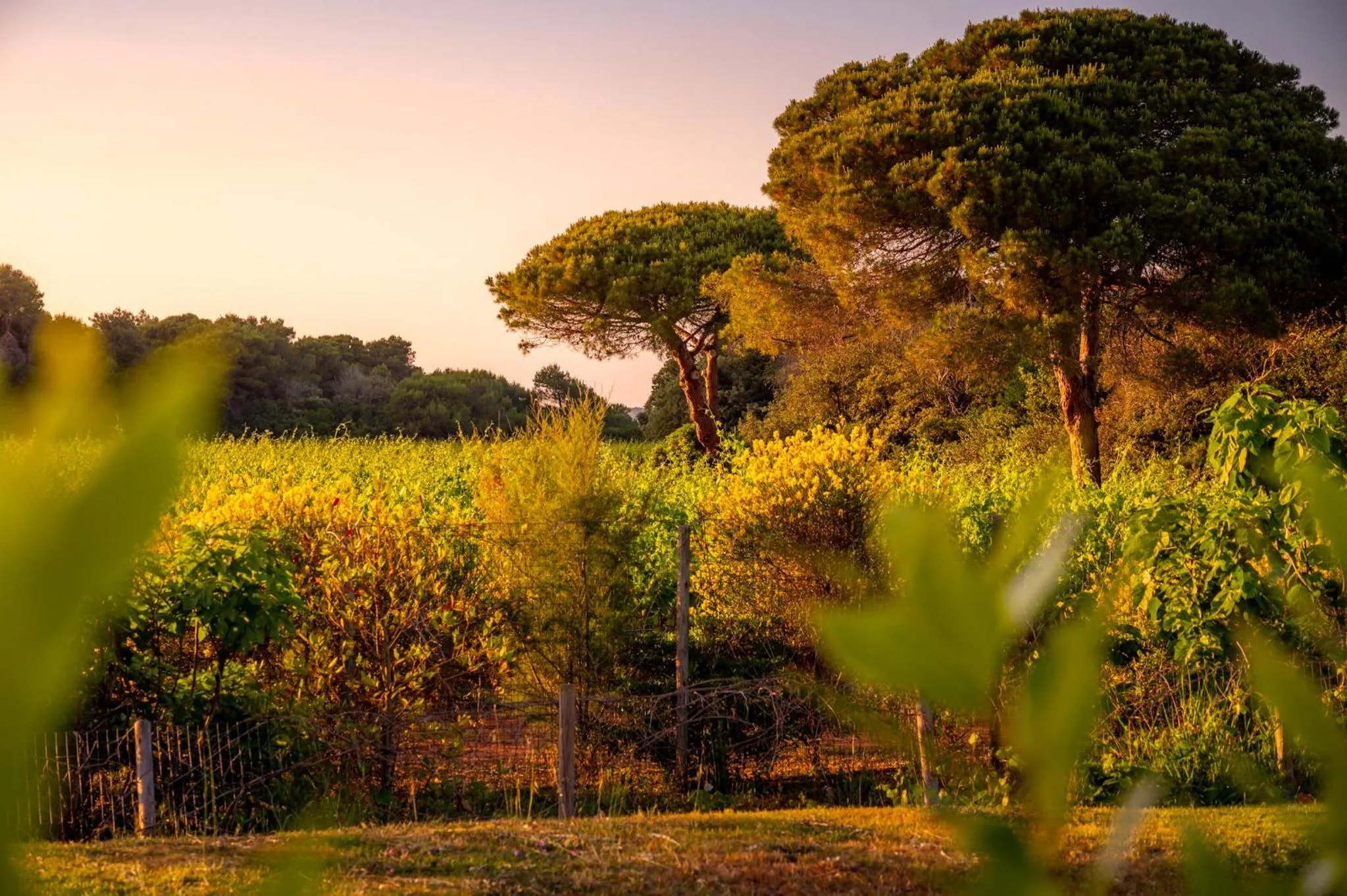 Other in Masseria Mongiò dell'Elefante
