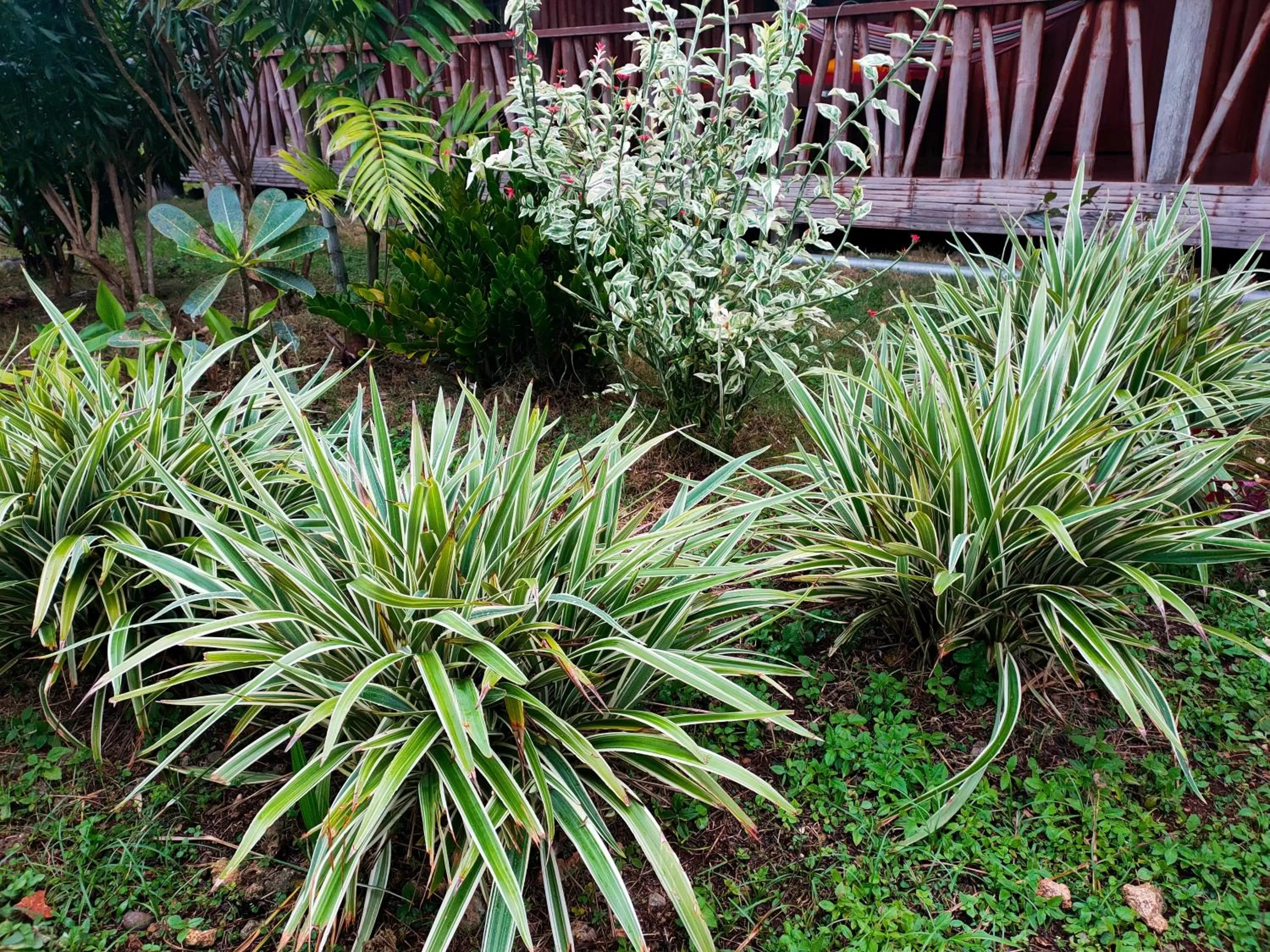 Garden in Emocion guesthouse
