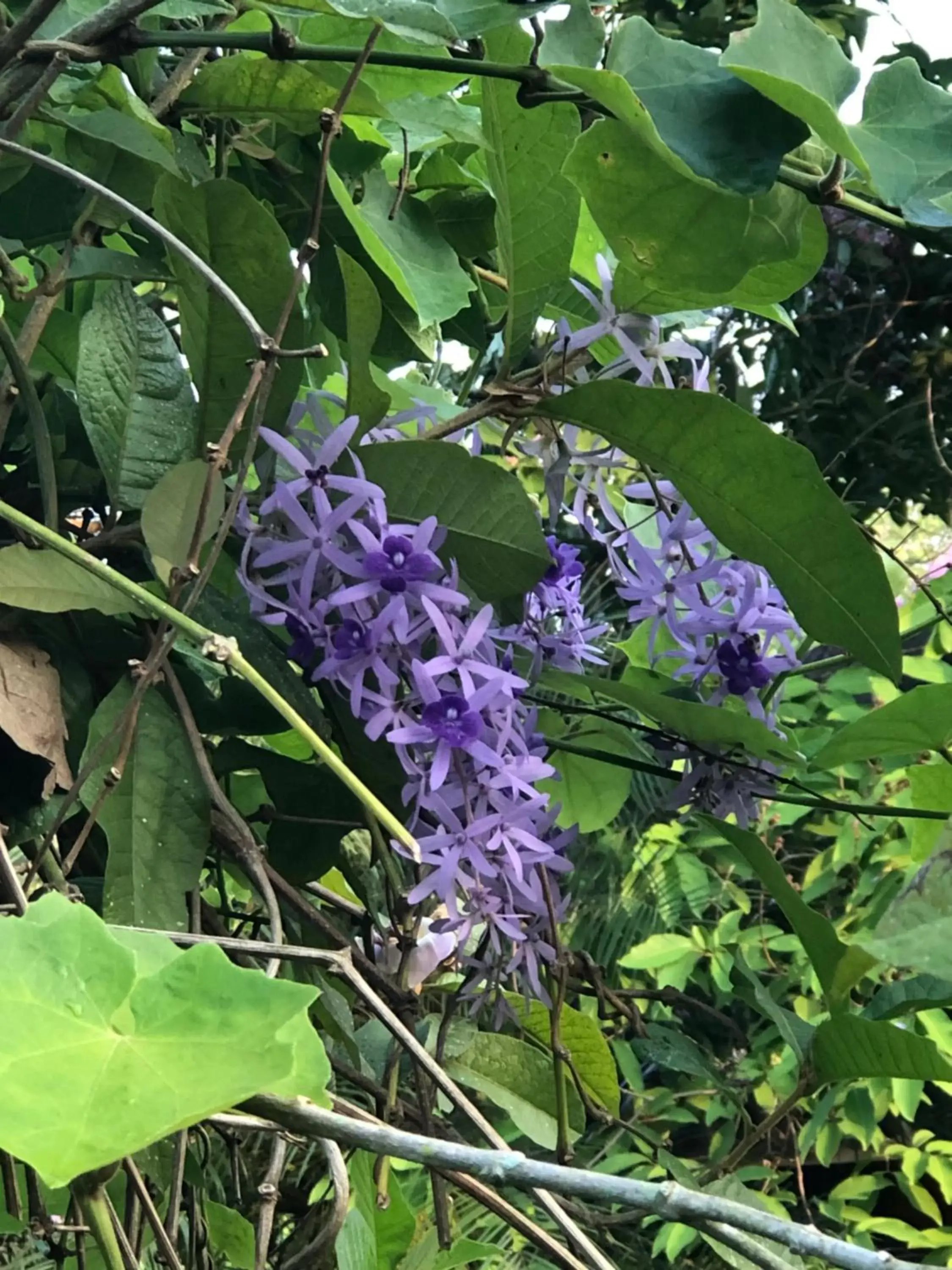 Natural landscape, Other Animals in Pura Vida Pai Resort